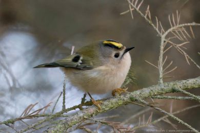 Králíček obecný (Regulus regulus) Králíček obecný (Regulus regulus)