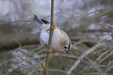 Králíček obecný (Regulus regulus) Králíček obecný (Regulus regulus)