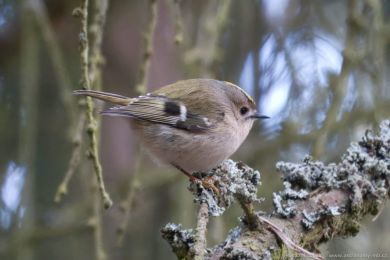Králíček obecný (Regulus regulus) Králíček obecný (Regulus regulus)