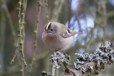 Králíček obecný (Regulus regulus) Králíček obecný (Regulus regulus)