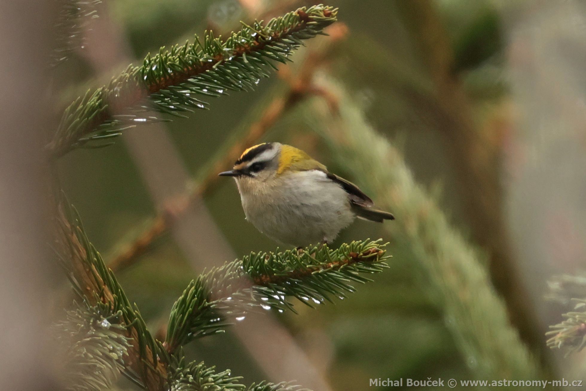 Králíček ohnivý (Regulus ignicapillus) Králíček ohnivý (Regulus ignicapillus)