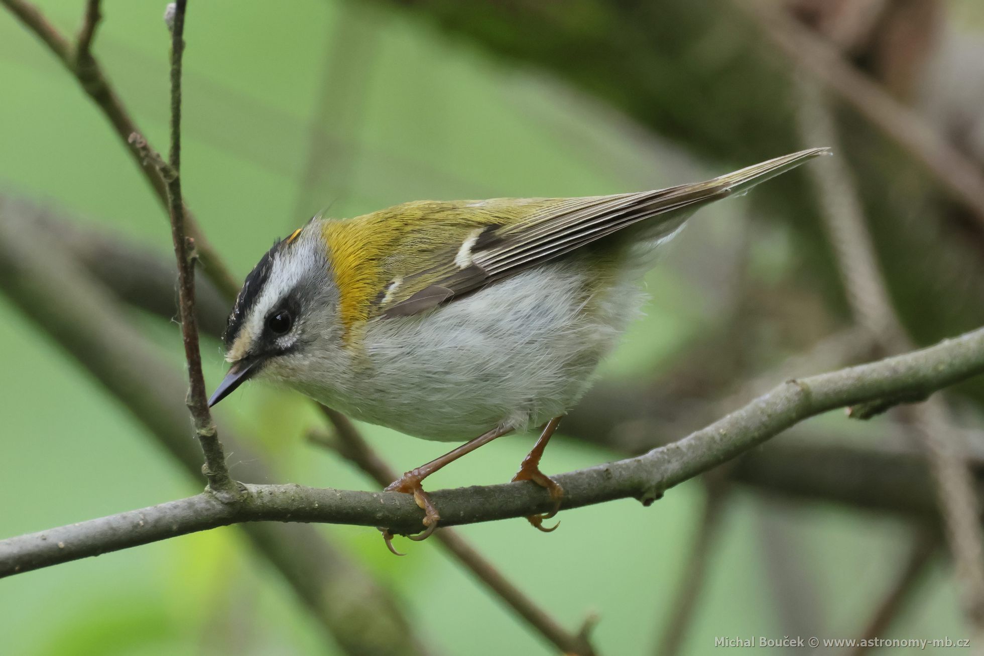 Králíček ohnivý (Regulus ignicapillus) Králíček ohnivý (Regulus ignicapillus)