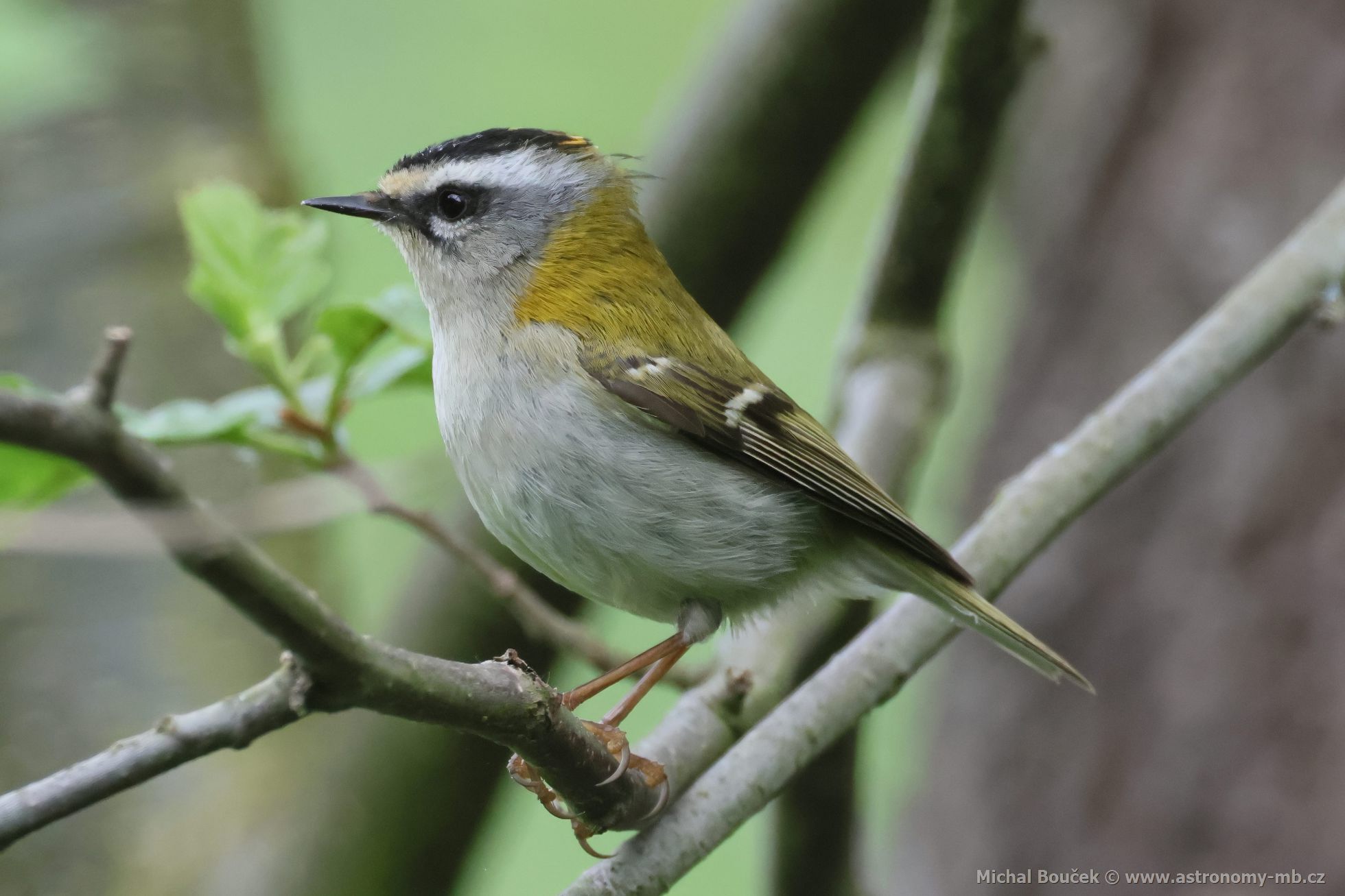 Králíček ohnivý (Regulus ignicapillus) Králíček ohnivý (Regulus ignicapillus)