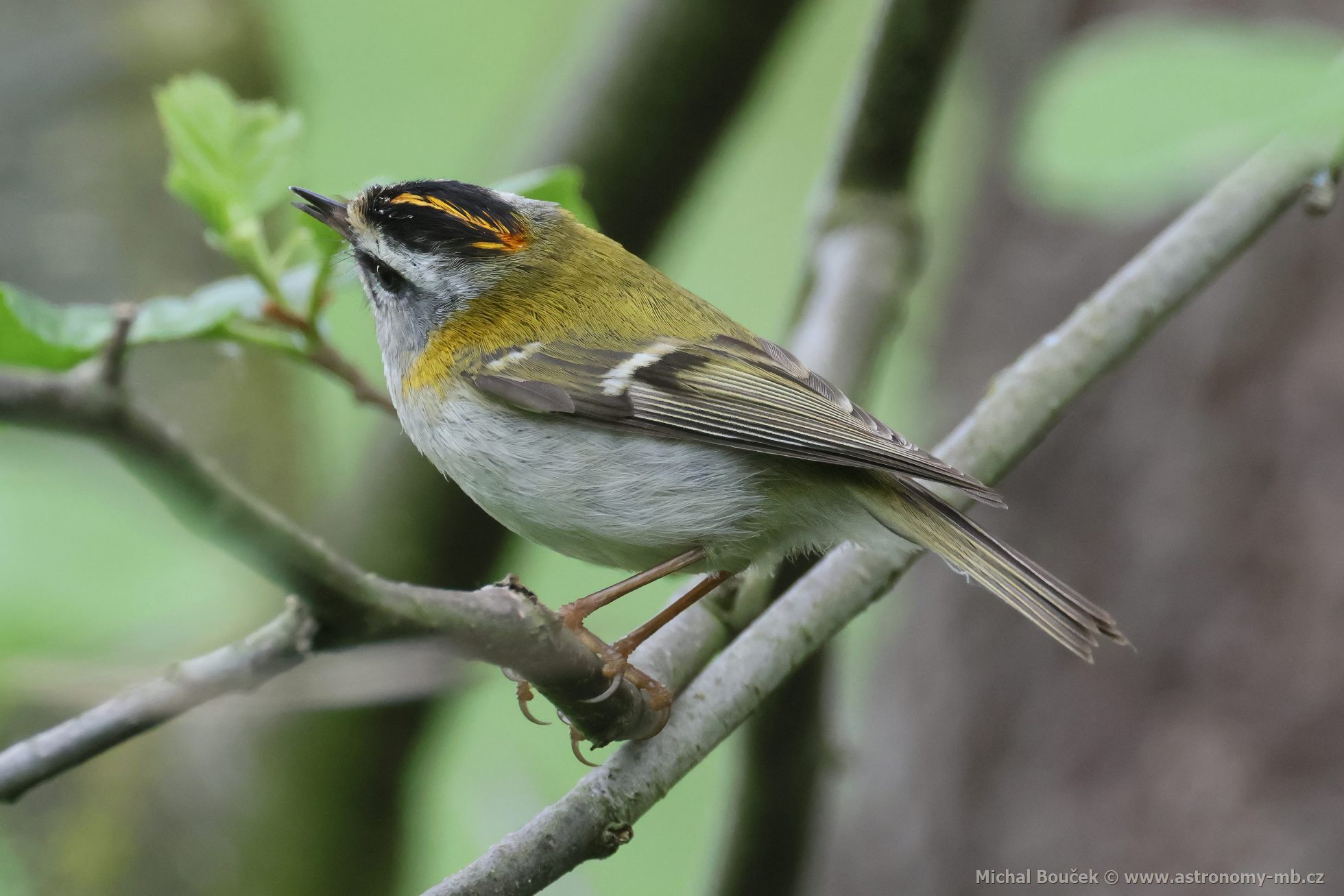Králíček ohnivý (Regulus ignicapillus) Králíček ohnivý (Regulus ignicapillus)