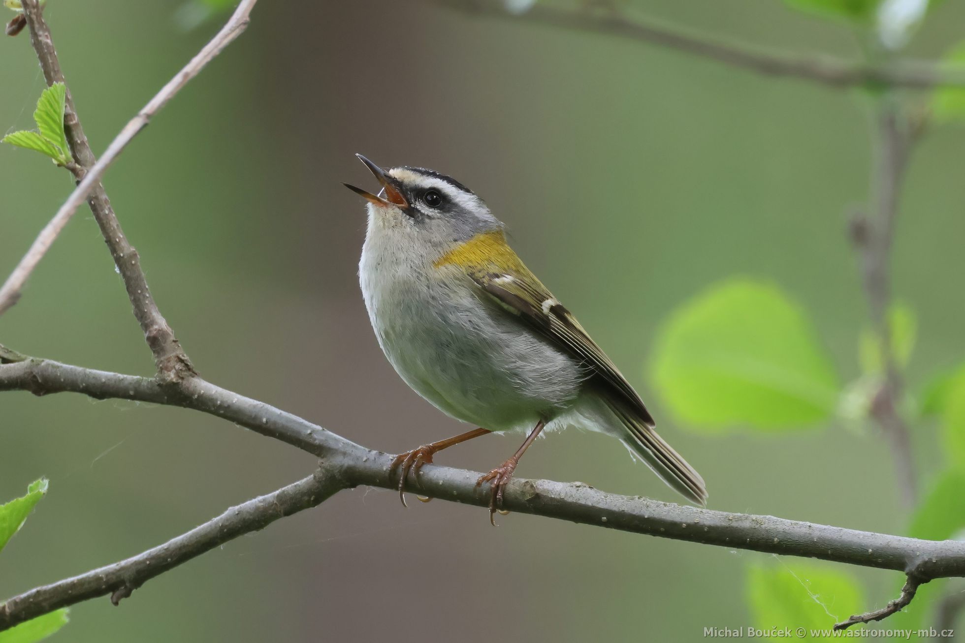 Králíček ohnivý (Regulus ignicapillus) Králíček ohnivý (Regulus ignicapillus)