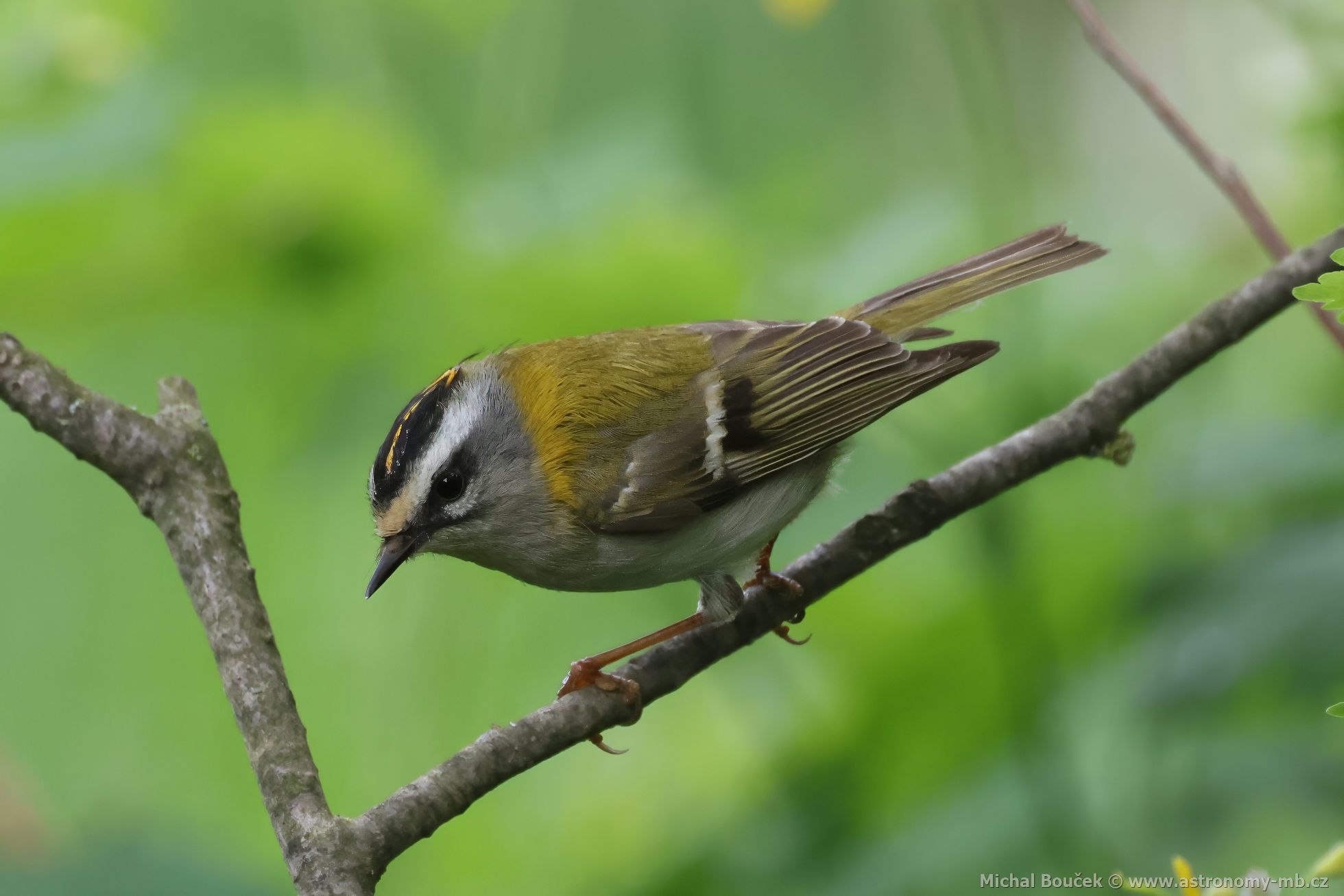 Králíček ohnivý (Regulus ignicapillus) Králíček ohnivý (Regulus ignicapillus)