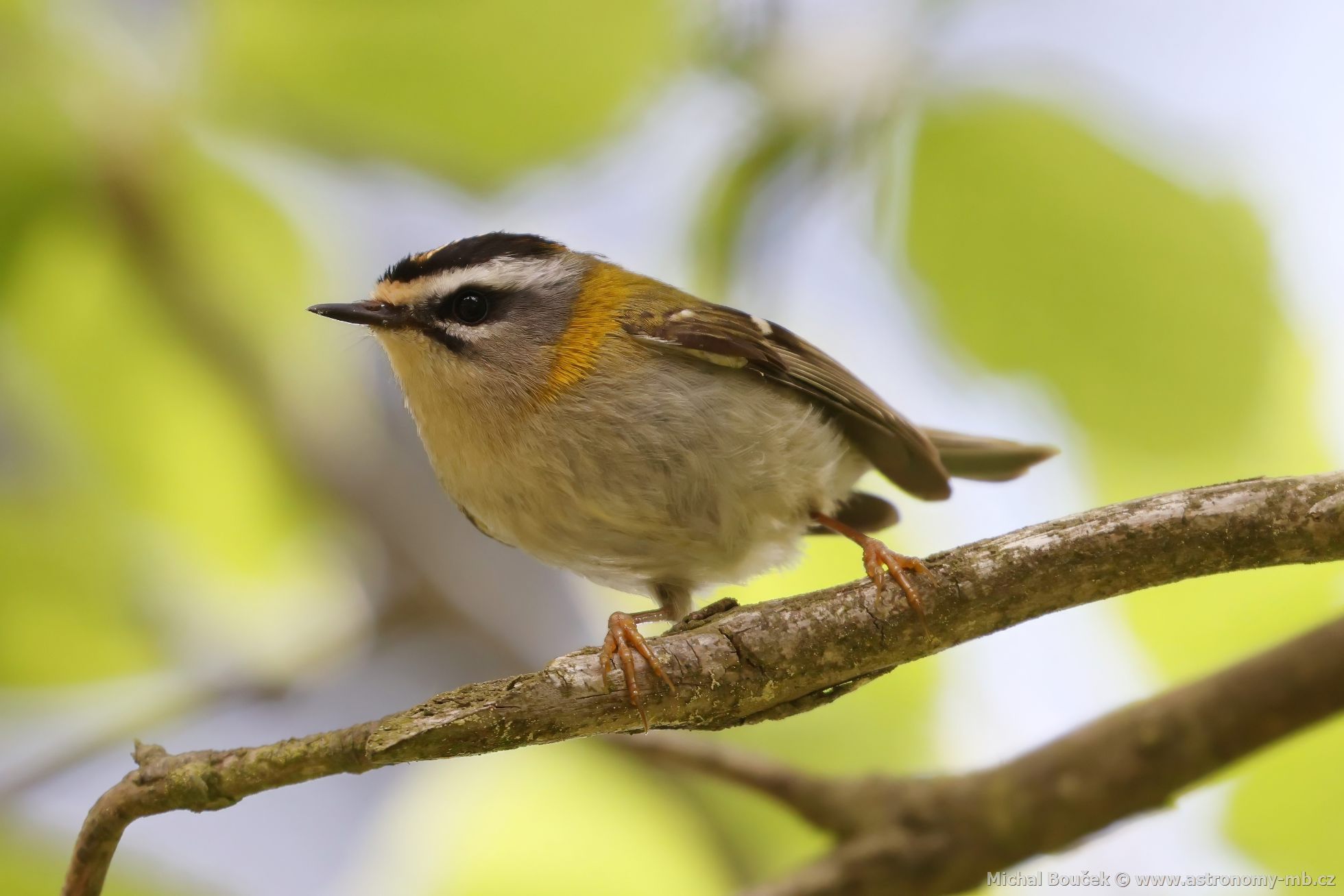 Králíček ohnivý (Regulus ignicapillus) Králíček ohnivý (Regulus ignicapillus)