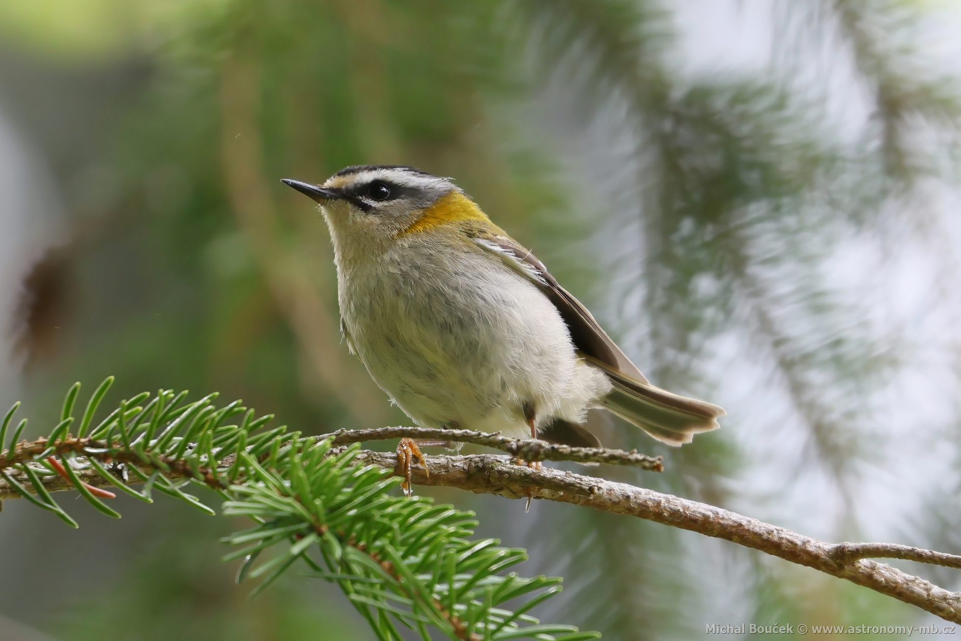 Králíček ohnivý (Regulus ignicapillus) Králíček ohnivý (Regulus ignicapillus)