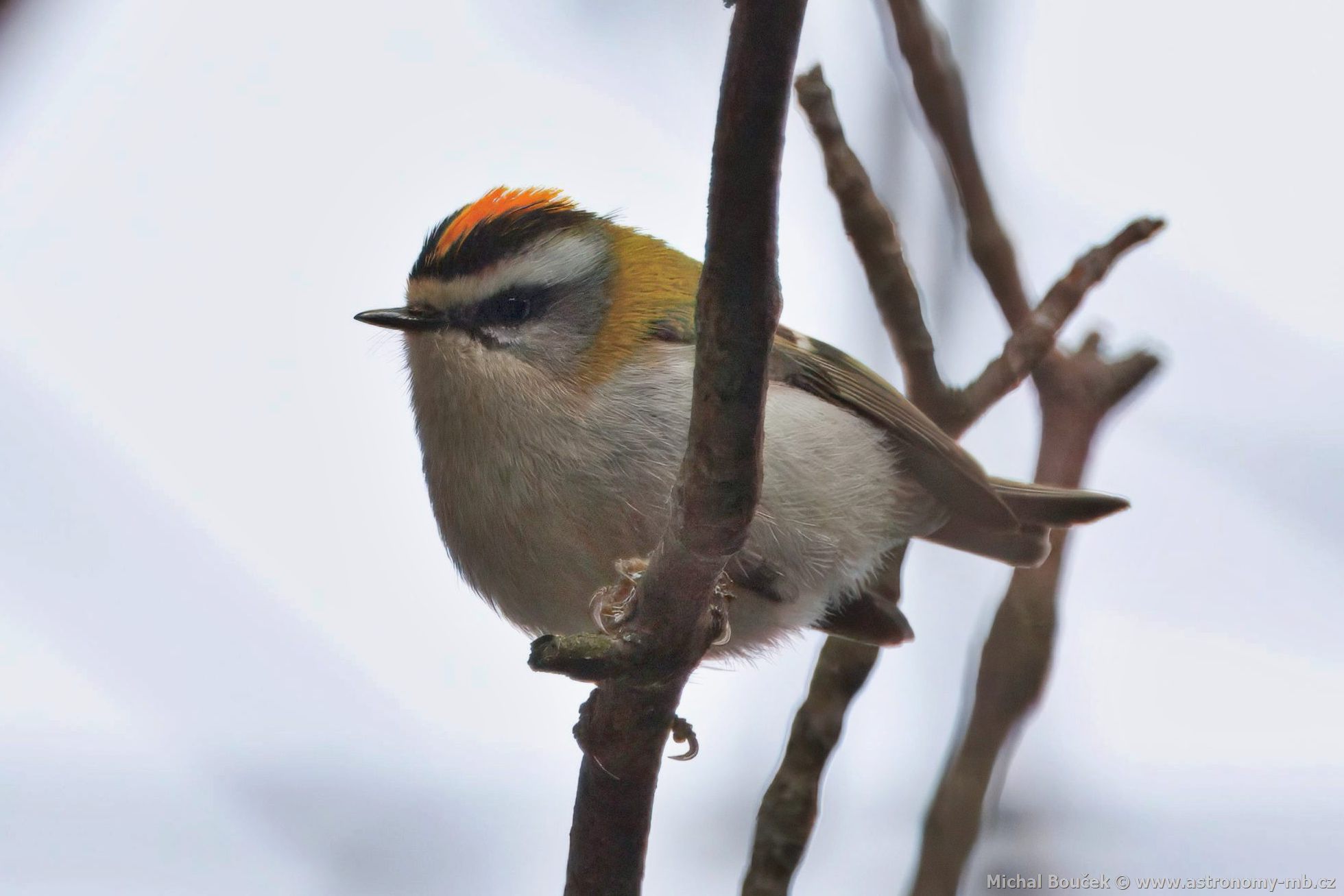 Králíček ohnivý (Regulus ignicapillus) Králíček ohnivý (Regulus ignicapillus)