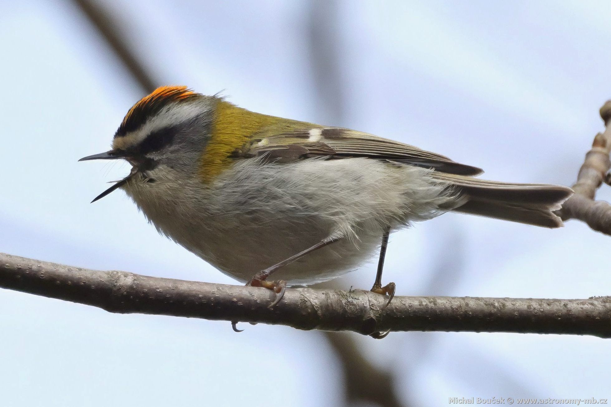 Králíček ohnivý (Regulus ignicapillus) Králíček ohnivý (Regulus ignicapillus)