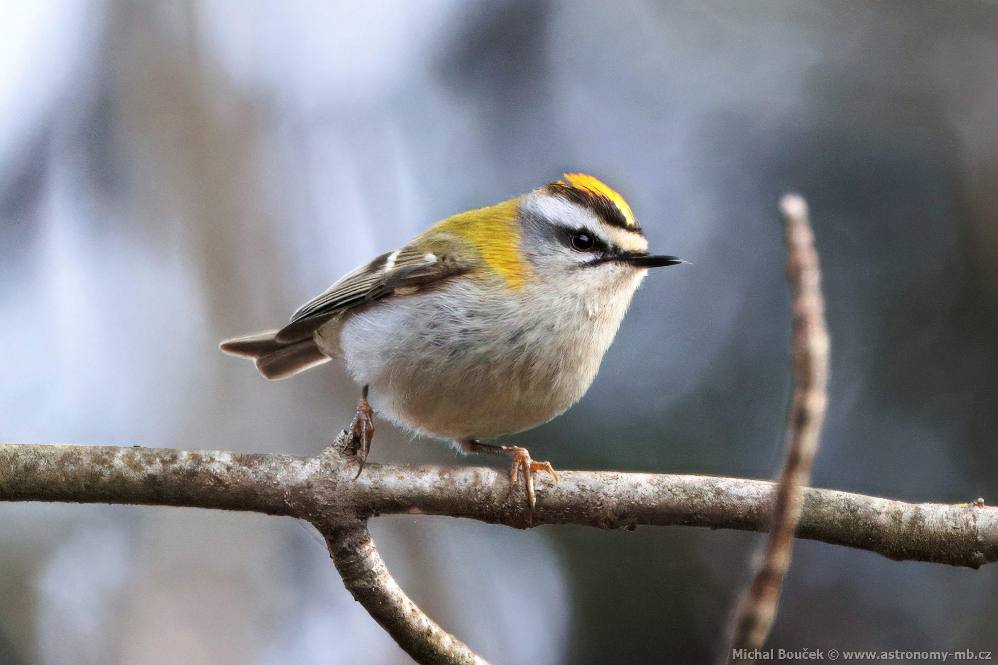 Králíček ohnivý (Regulus ignicapillus) Králíček ohnivý (Regulus ignicapillus)