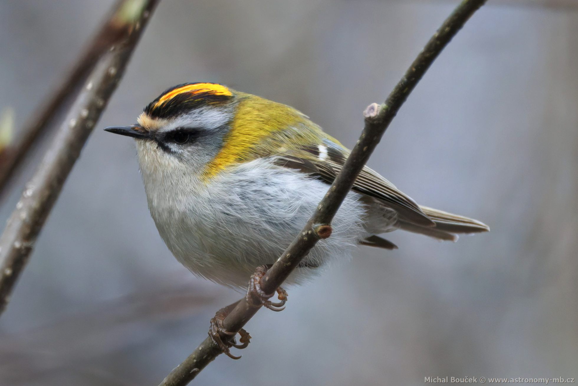 Králíček ohnivý (Regulus ignicapillus) Králíček ohnivý (Regulus ignicapillus)