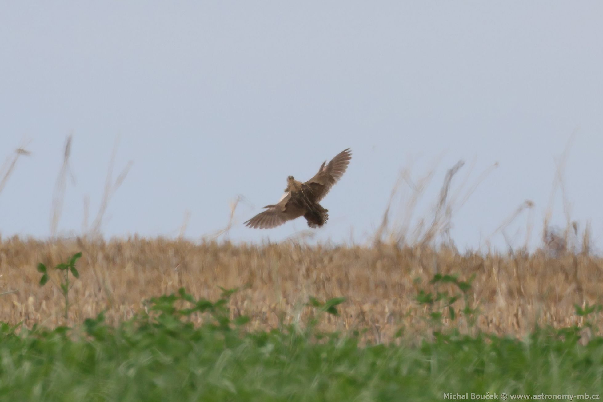 Kepelka polní (Coturnix coturnix)