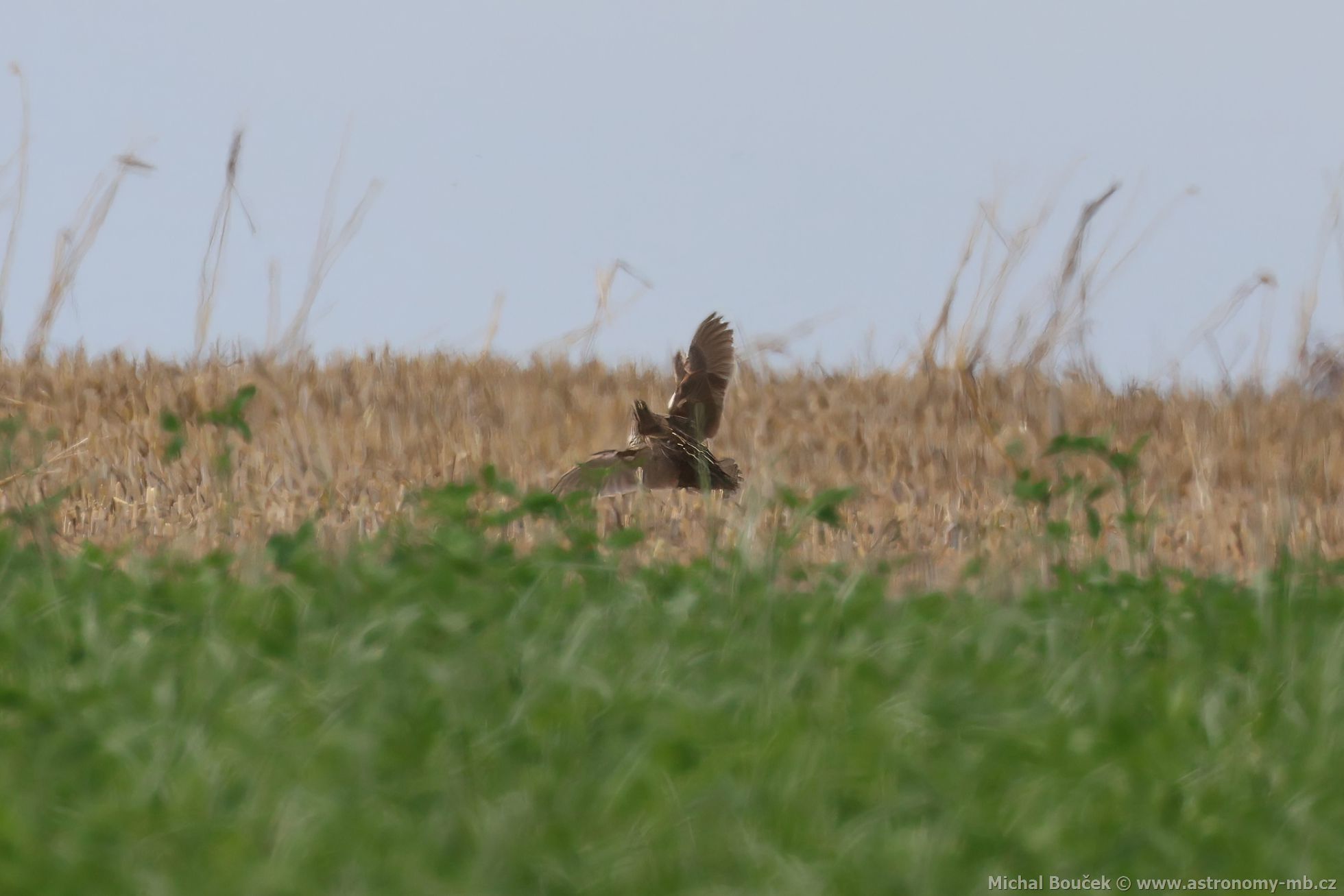 Kepelka polní (Coturnix coturnix)