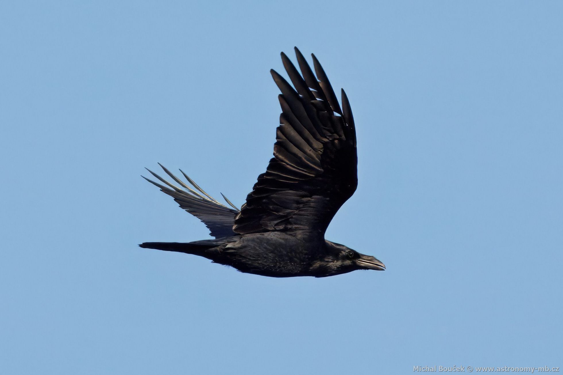 Krkavec velký (Corvus corax)