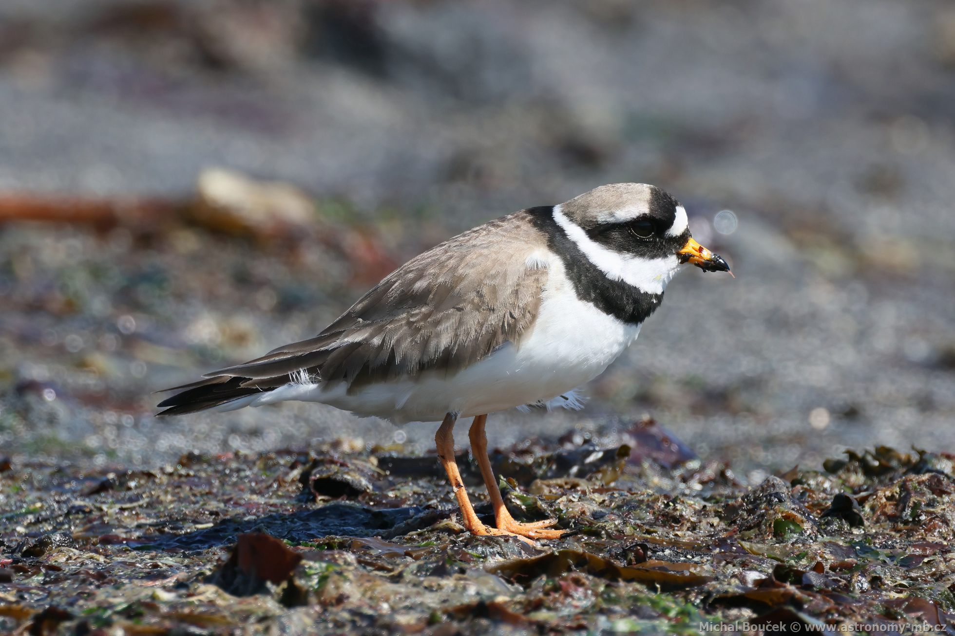 Kulík písečný (Charadrius hiaticula) Kulík písečný (Charadrius hiaticula)