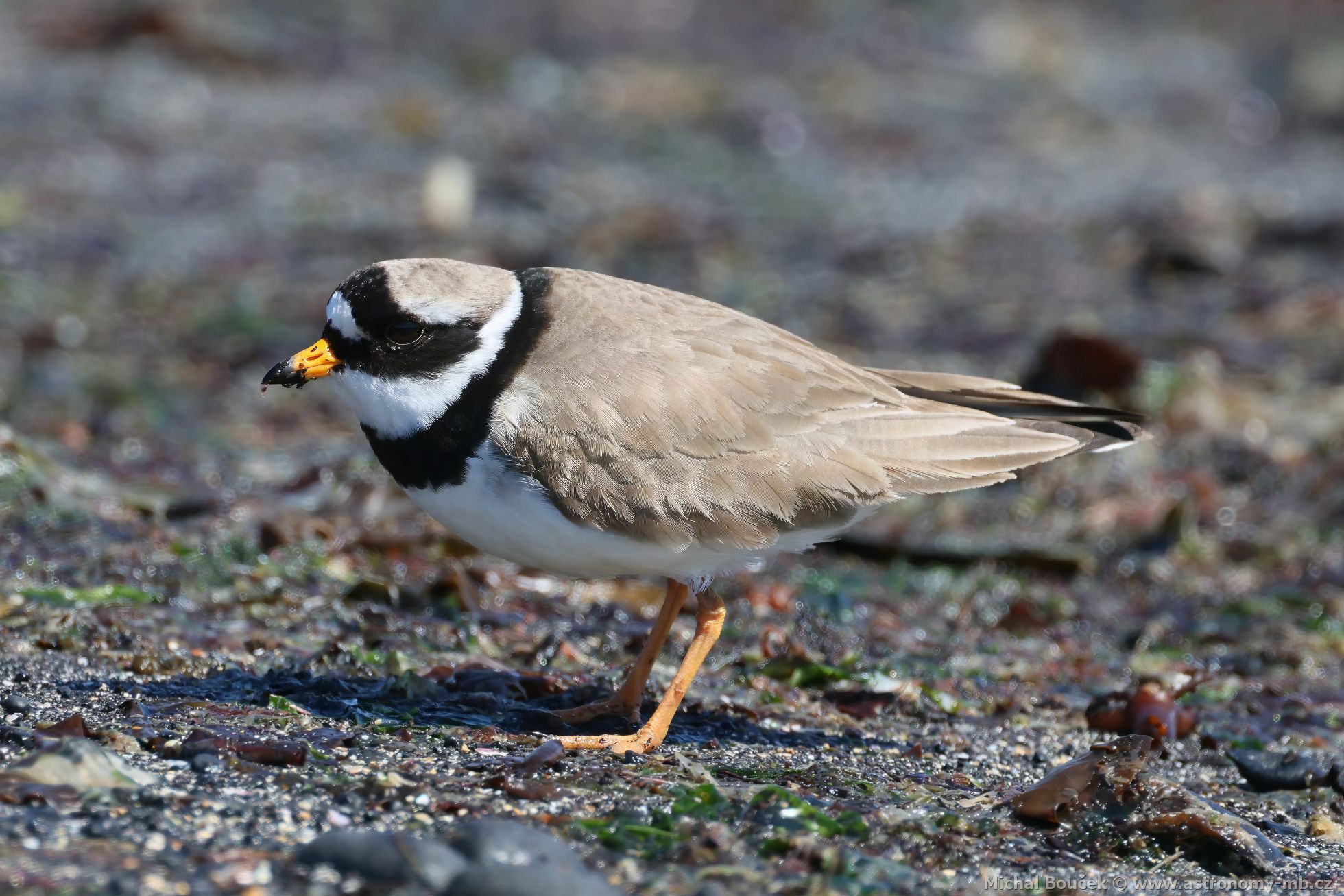 Kulík písečný (Charadrius hiaticula) Kulík písečný (Charadrius hiaticula)