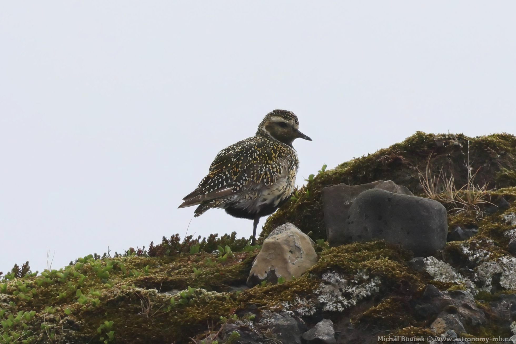 Kulík zlatý (Pluvialis apricaria) Kulík zlatý (Pluvialis apricaria)