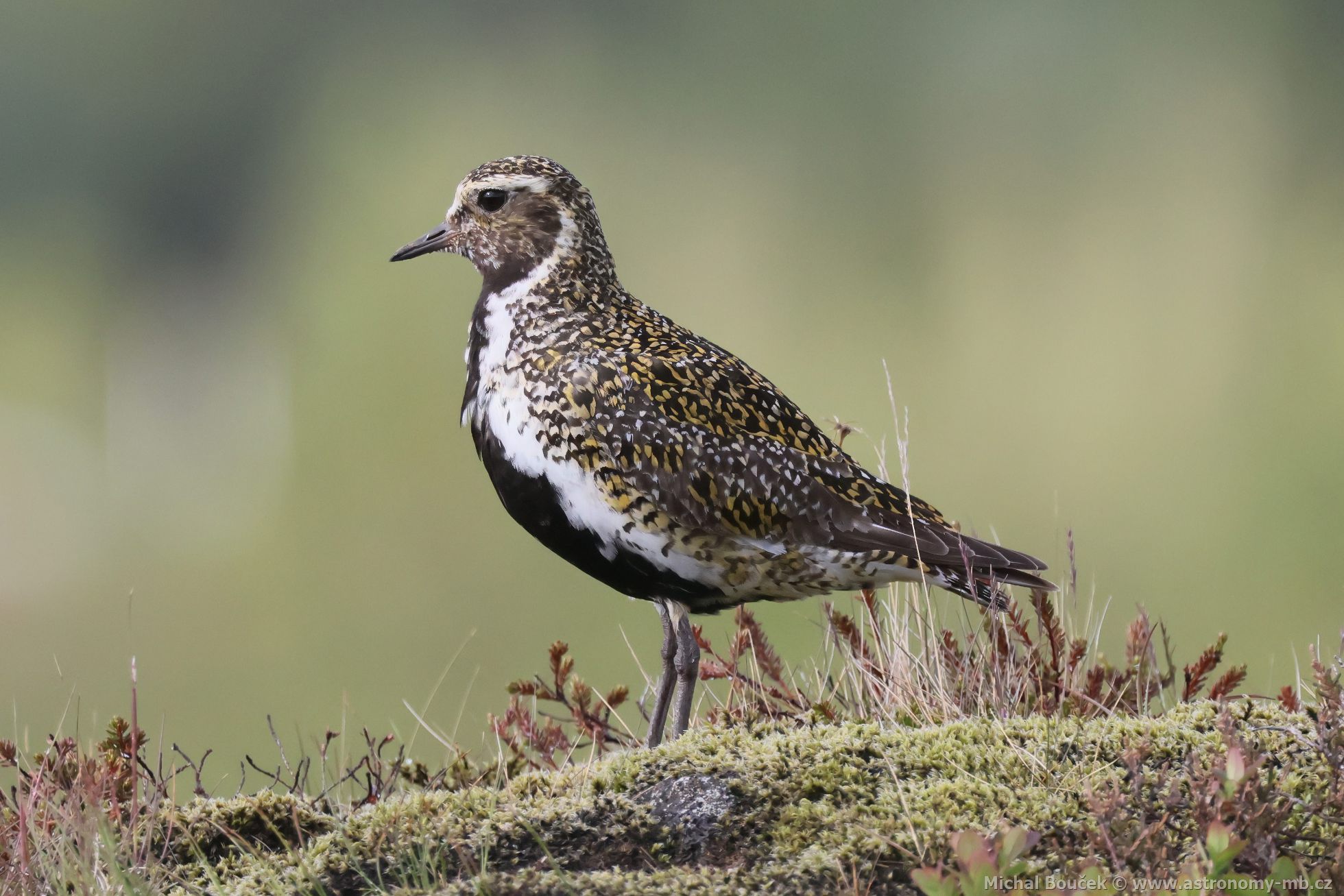 Kulík zlatý (Pluvialis apricaria) Kulík zlatý (Pluvialis apricaria)