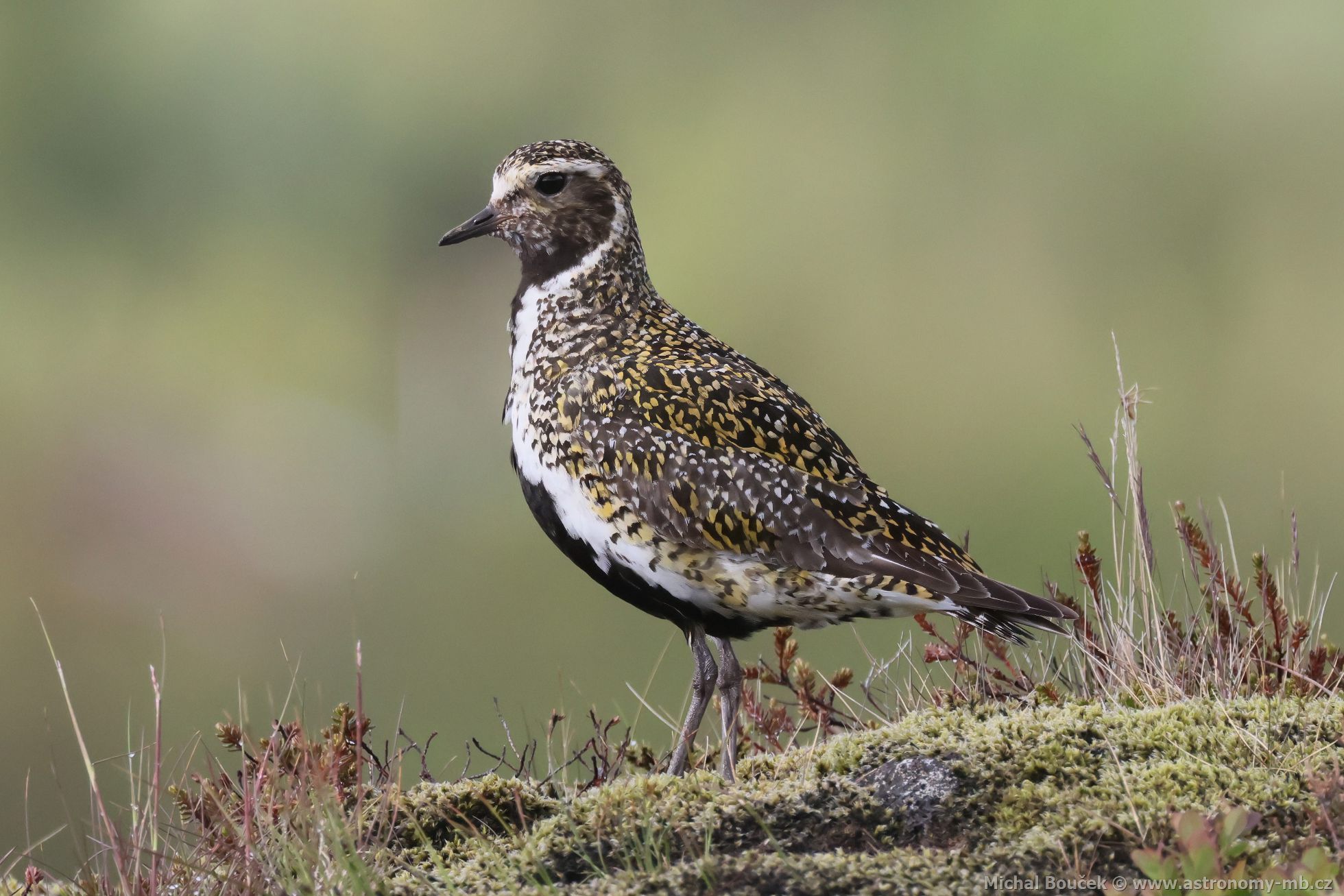 Kulík zlatý (Pluvialis apricaria) Kulík zlatý (Pluvialis apricaria)