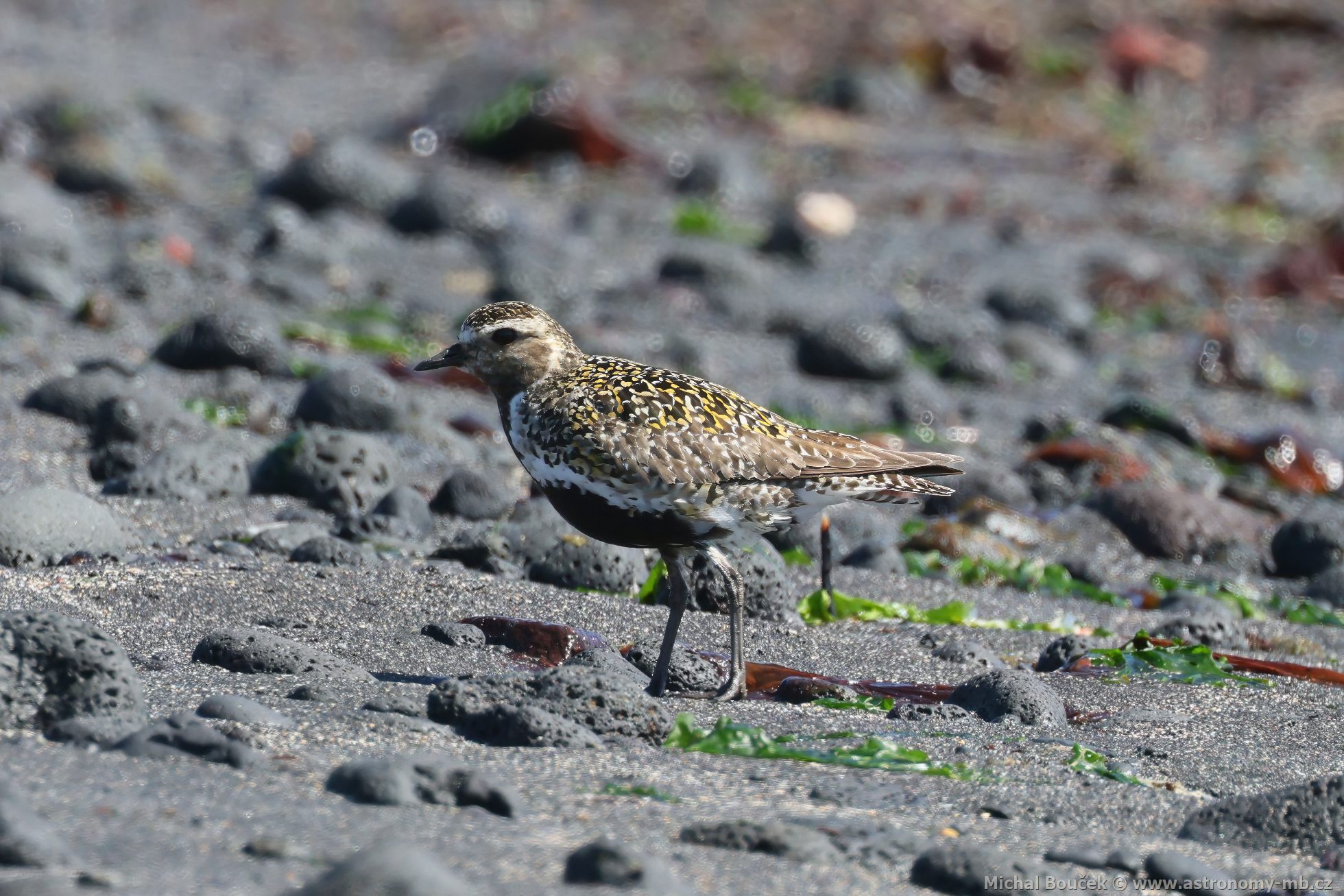Kulík zlatý (Pluvialis apricaria) Kulík zlatý (Pluvialis apricaria)