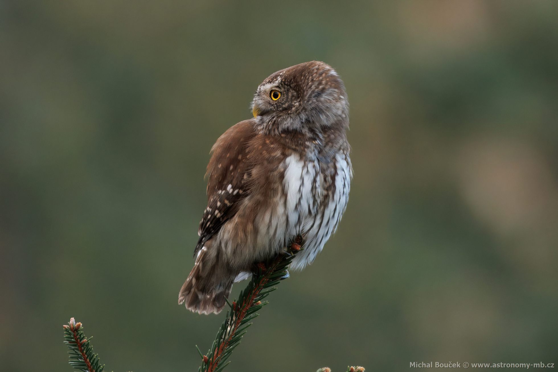 Kulíšek nejmenší (Glaucidium passerinum) Kulíšek nejmenší (Glaucidium passerinum)