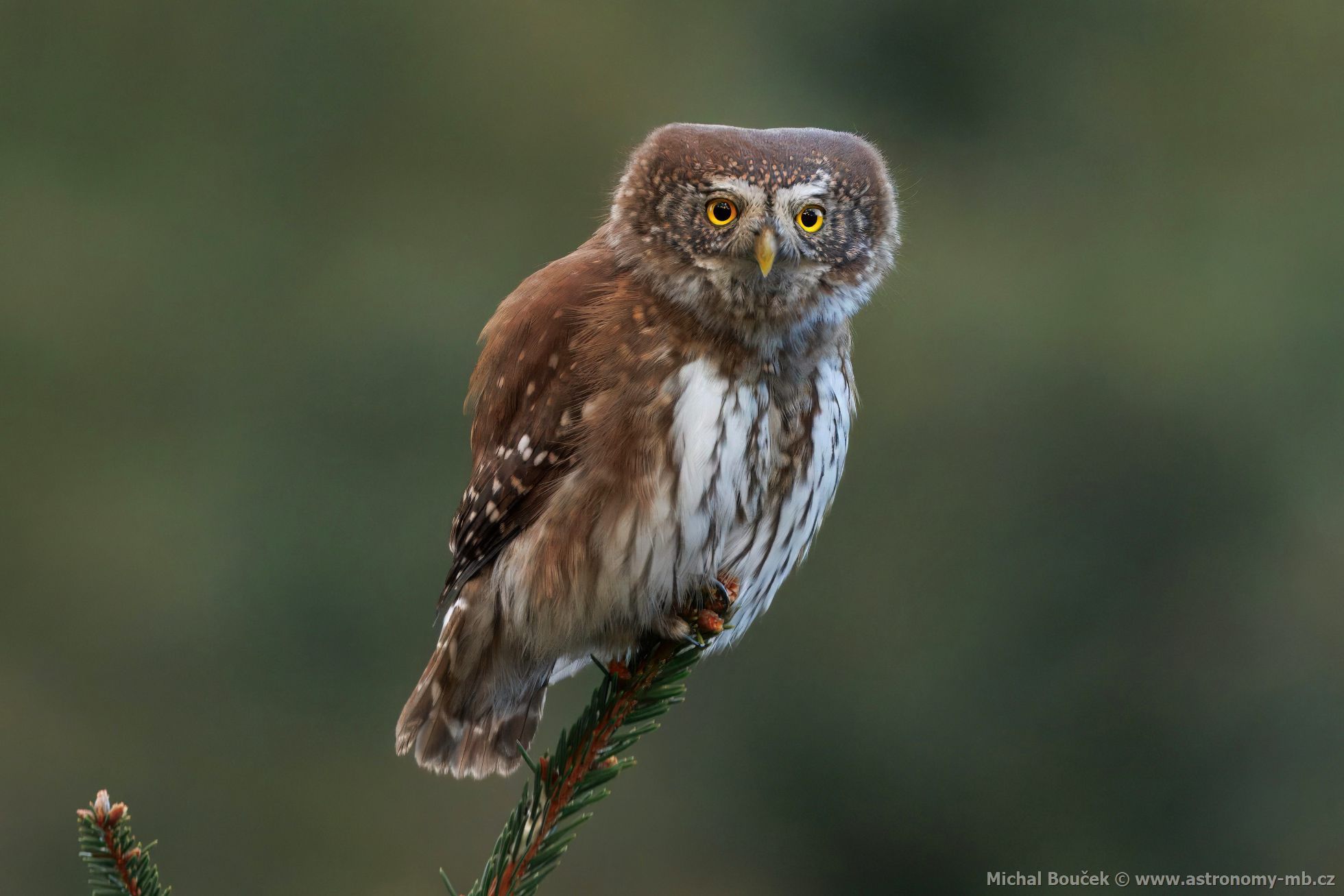 Kulíšek nejmenší (Glaucidium passerinum) Kulíšek nejmenší (Glaucidium passerinum)