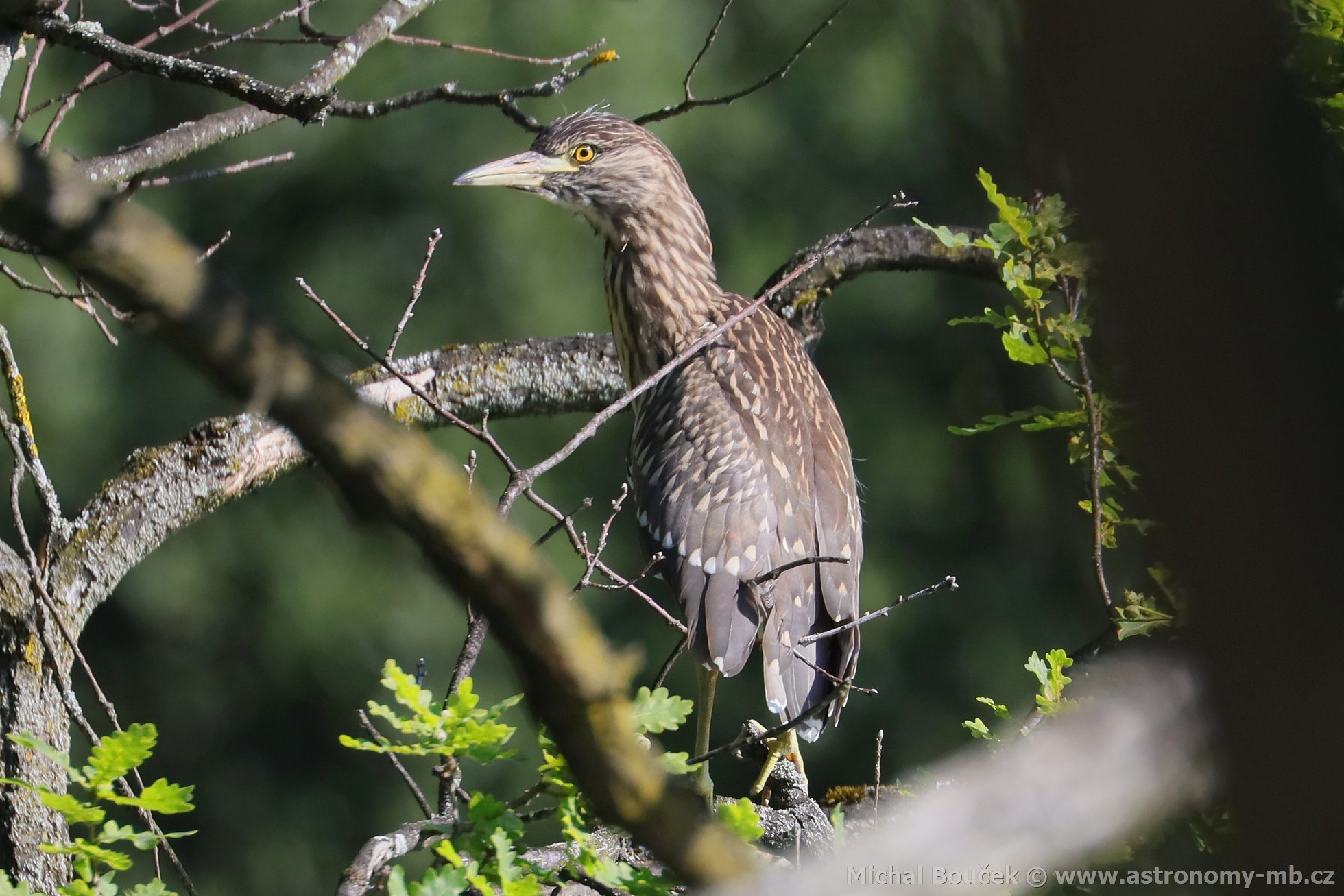 Kvakoš noční (Nycticorax nycticorax) Kvakoš noční (Nycticorax nycticorax)