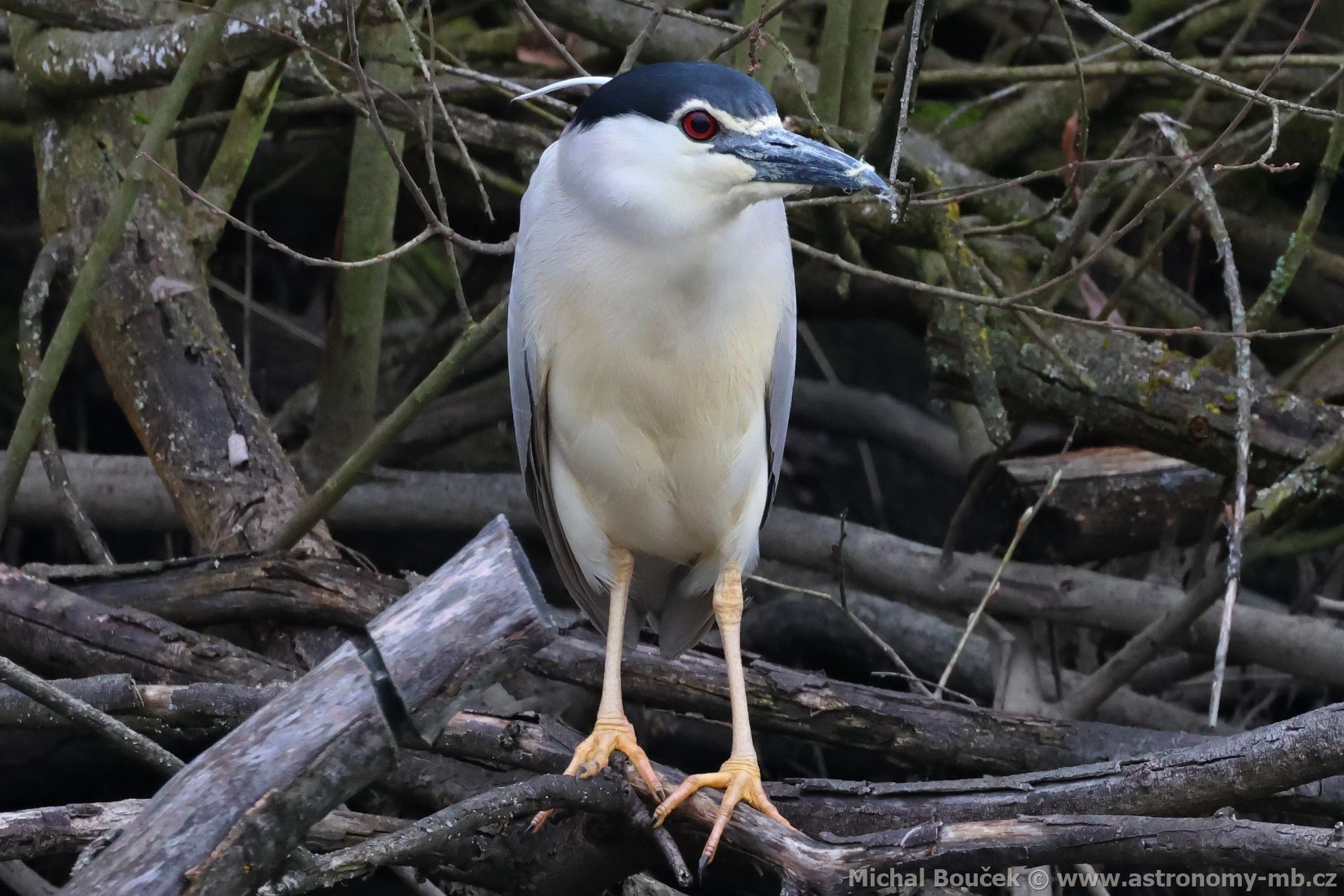 Kvakoš noční (Nycticorax nycticorax) Kvakoš noční (Nycticorax nycticorax)