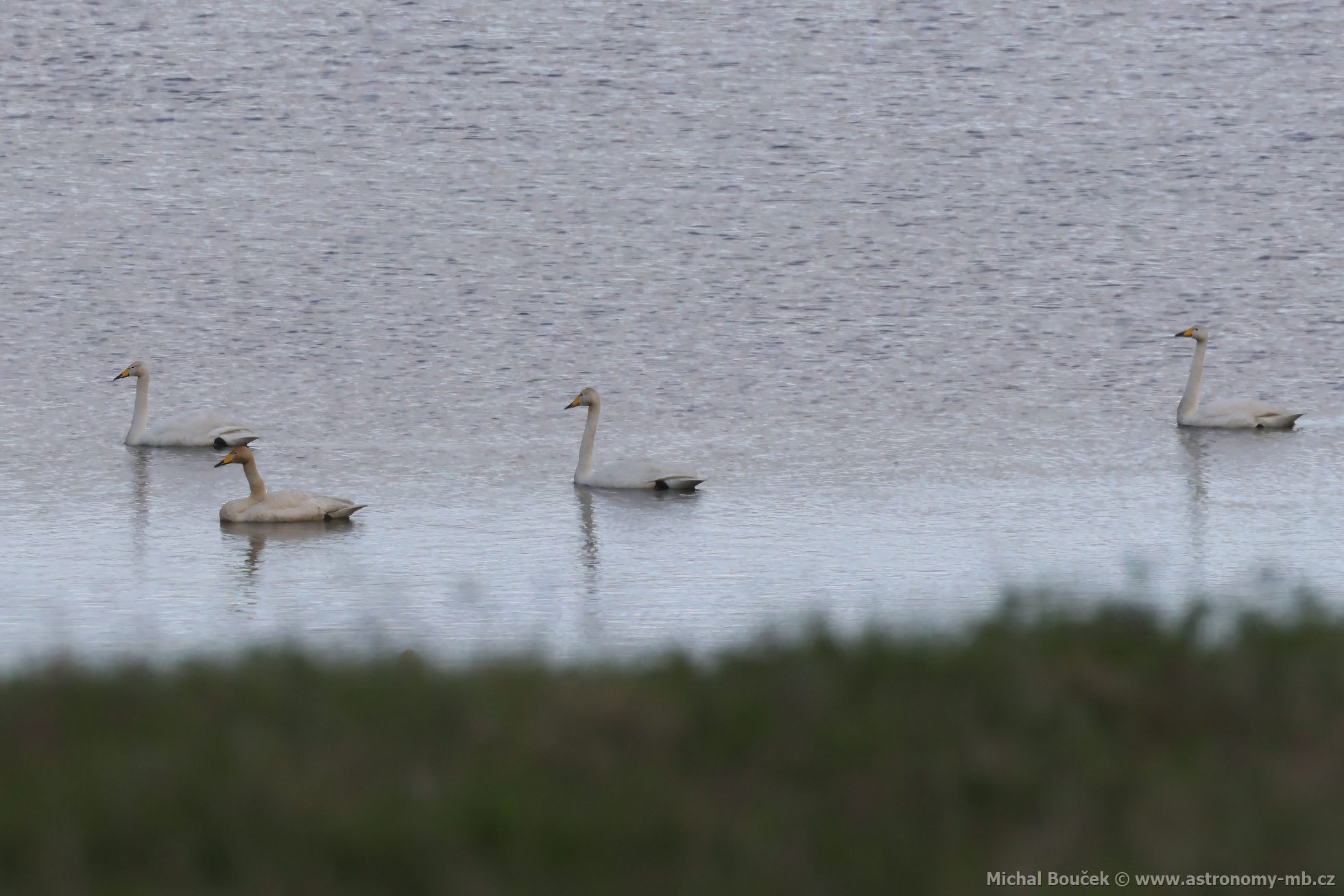 Labu zpvná (Cygnus cygnus)