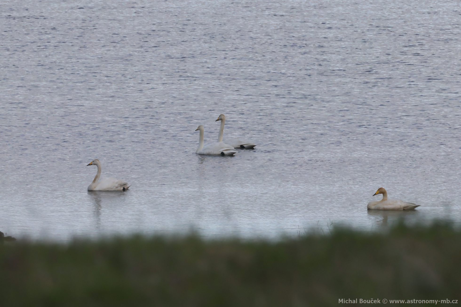 Labu zpvná (Cygnus cygnus)