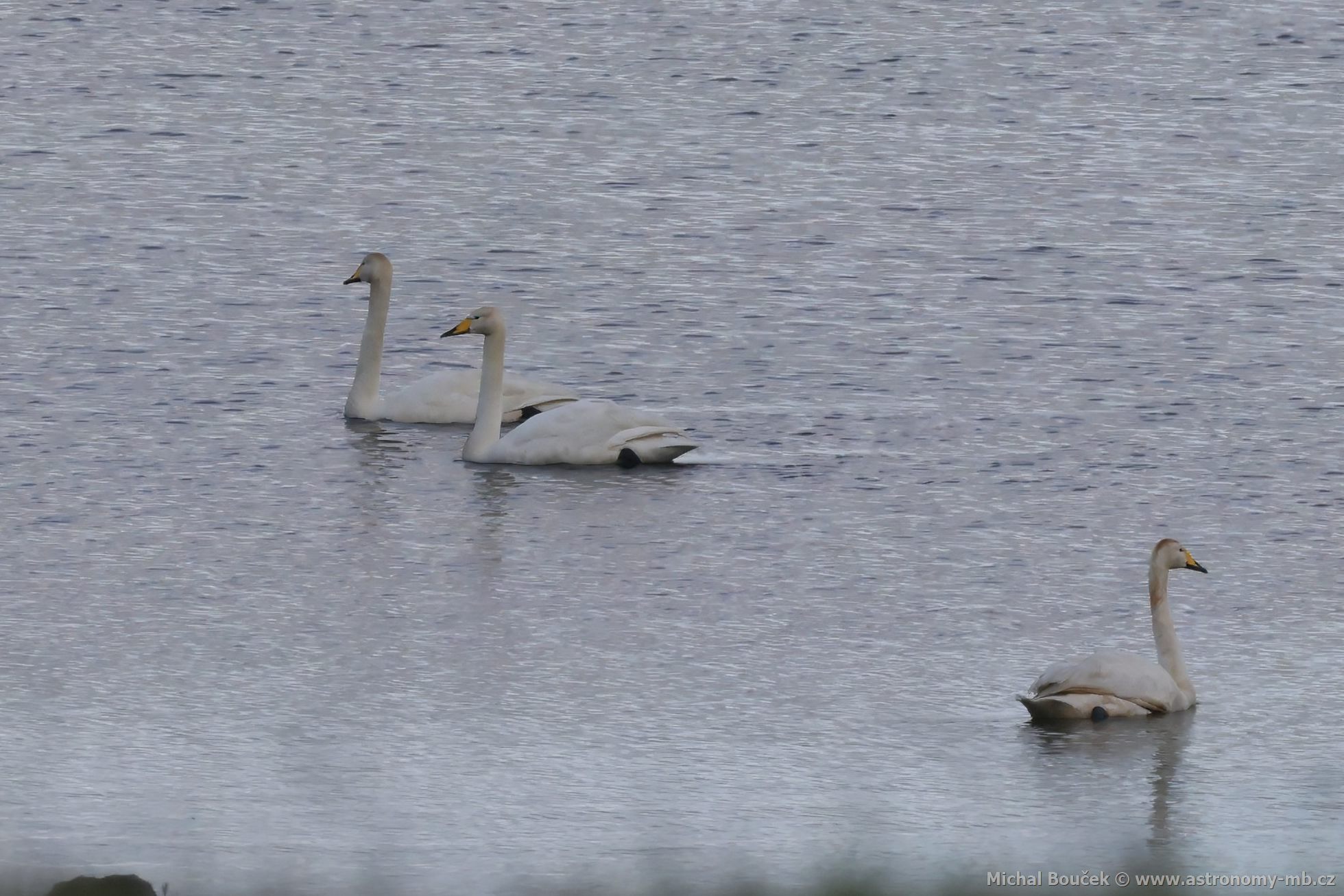 Labu zpvná (Cygnus cygnus)