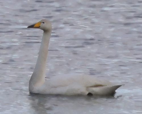 Labu zpvná (Cygnus cygnus)