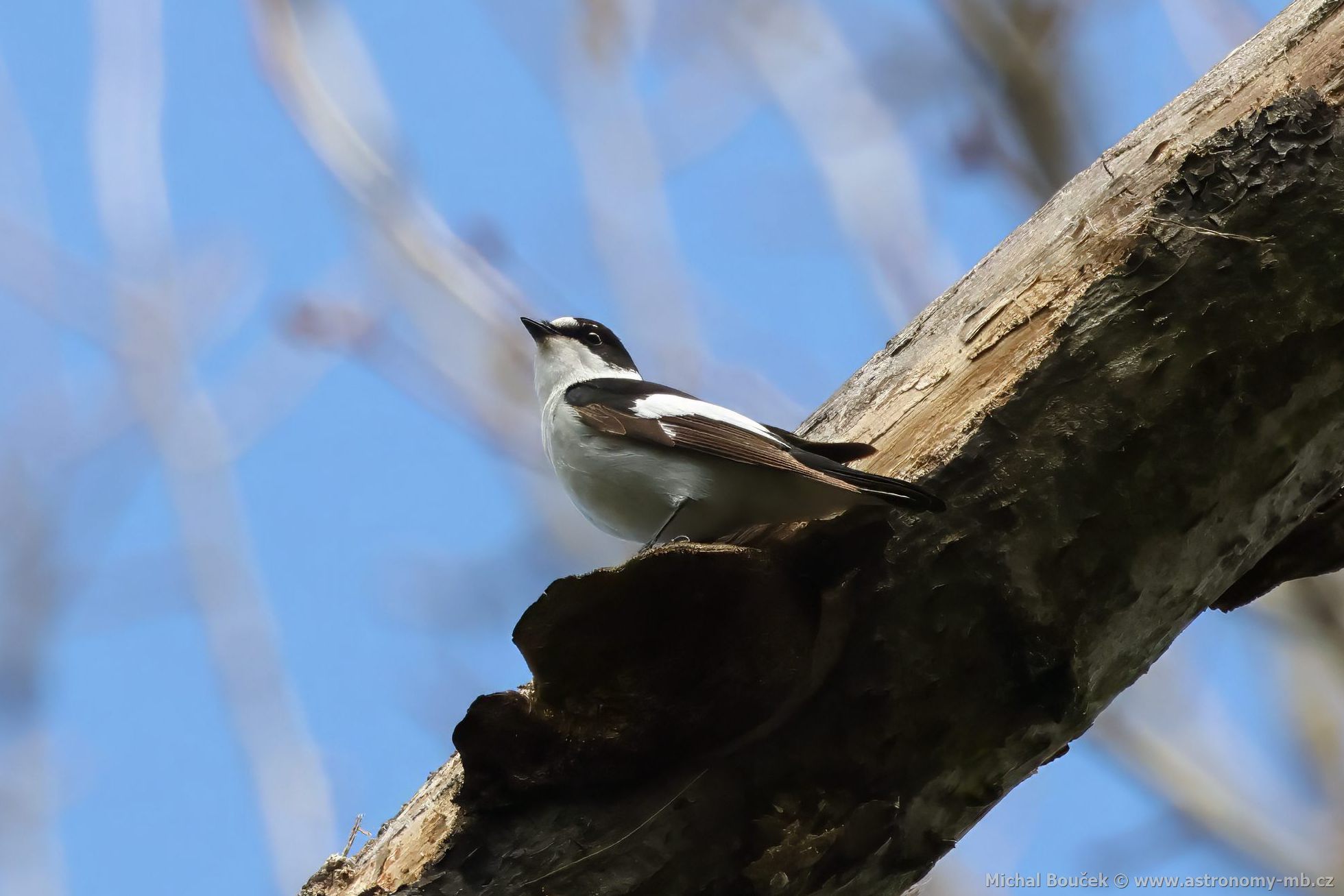 Lejsek bělokrký (Ficedula albicollis) Lejsek bělokrký (Ficedula albicollis)