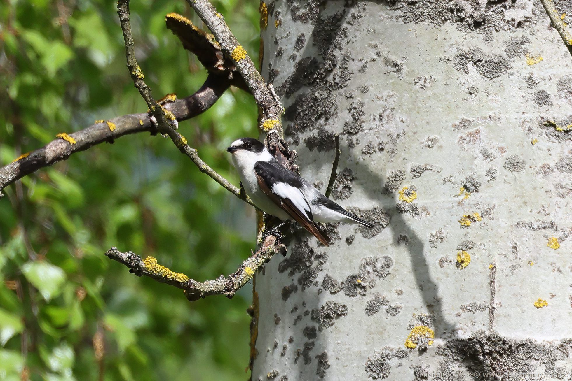 Lejsek bělokrký (Ficedula albicollis) Lejsek bělokrký (Ficedula albicollis)