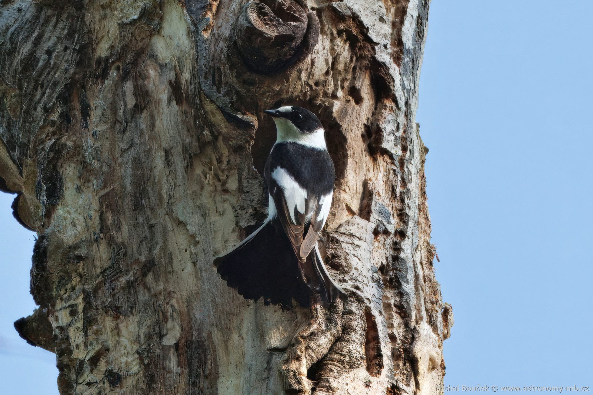 Lejsek bělokrký (Ficedula albicollis) Lejsek bělokrký (Ficedula albicollis)