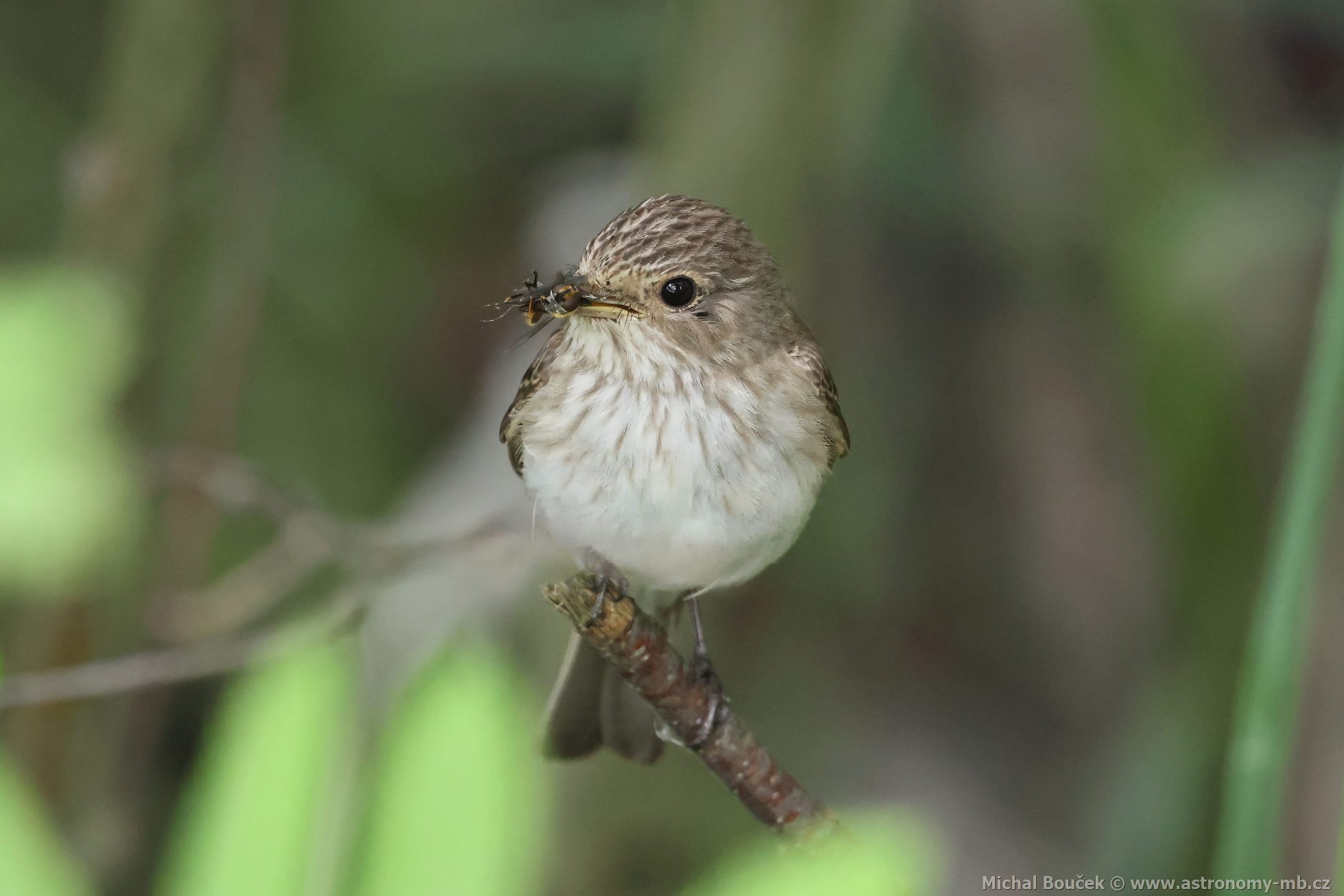 Lejsek šedý (Muscicapa striata)