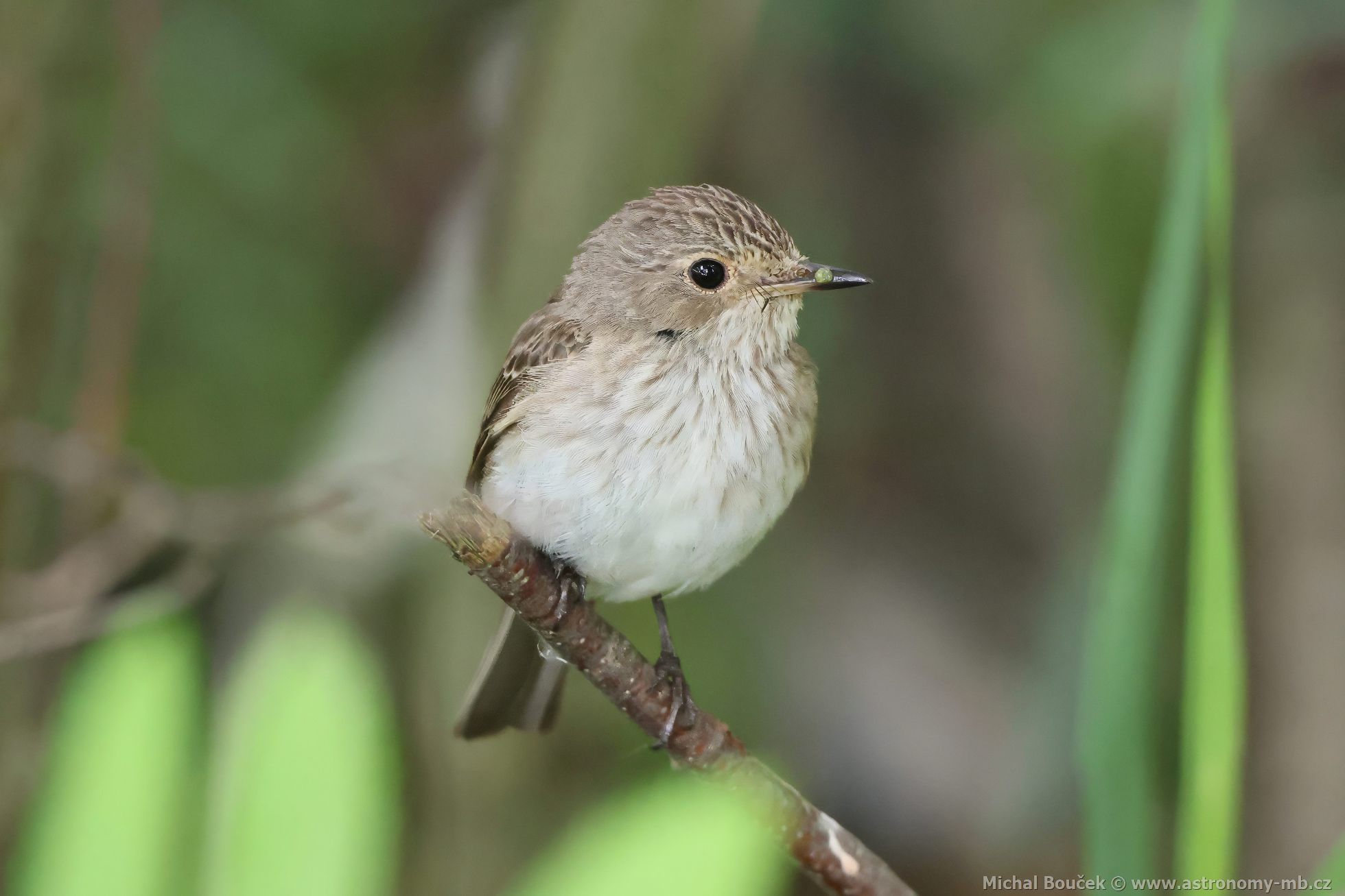Lejsek šedý (Muscicapa striata)