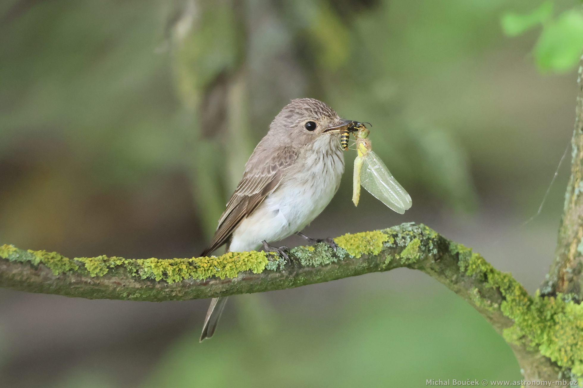 Lejsek šedý (Muscicapa striata)