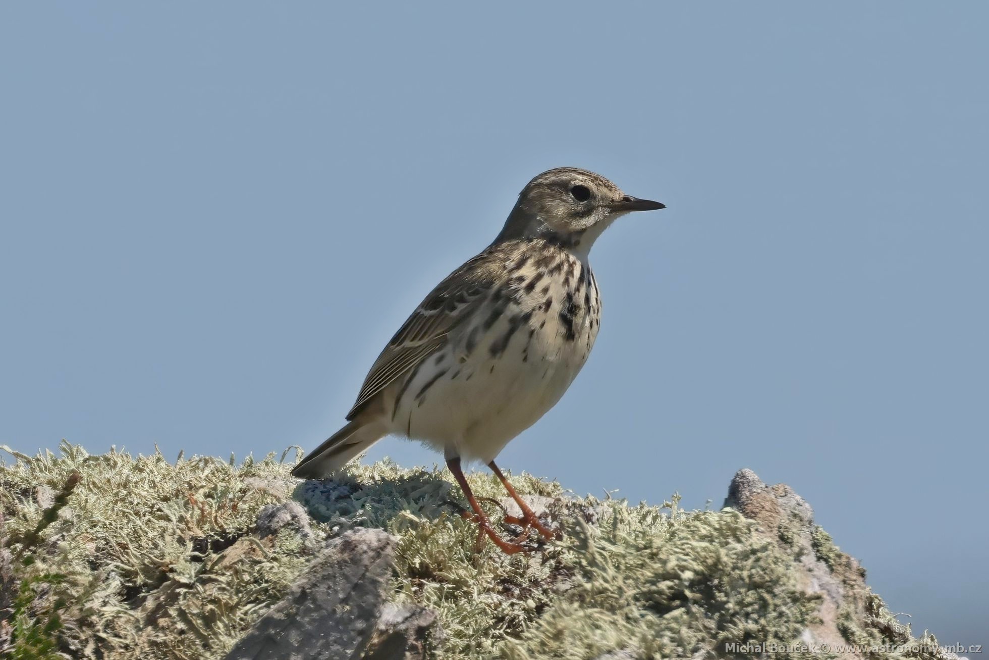 Linduška luní (Anthus pratensis)