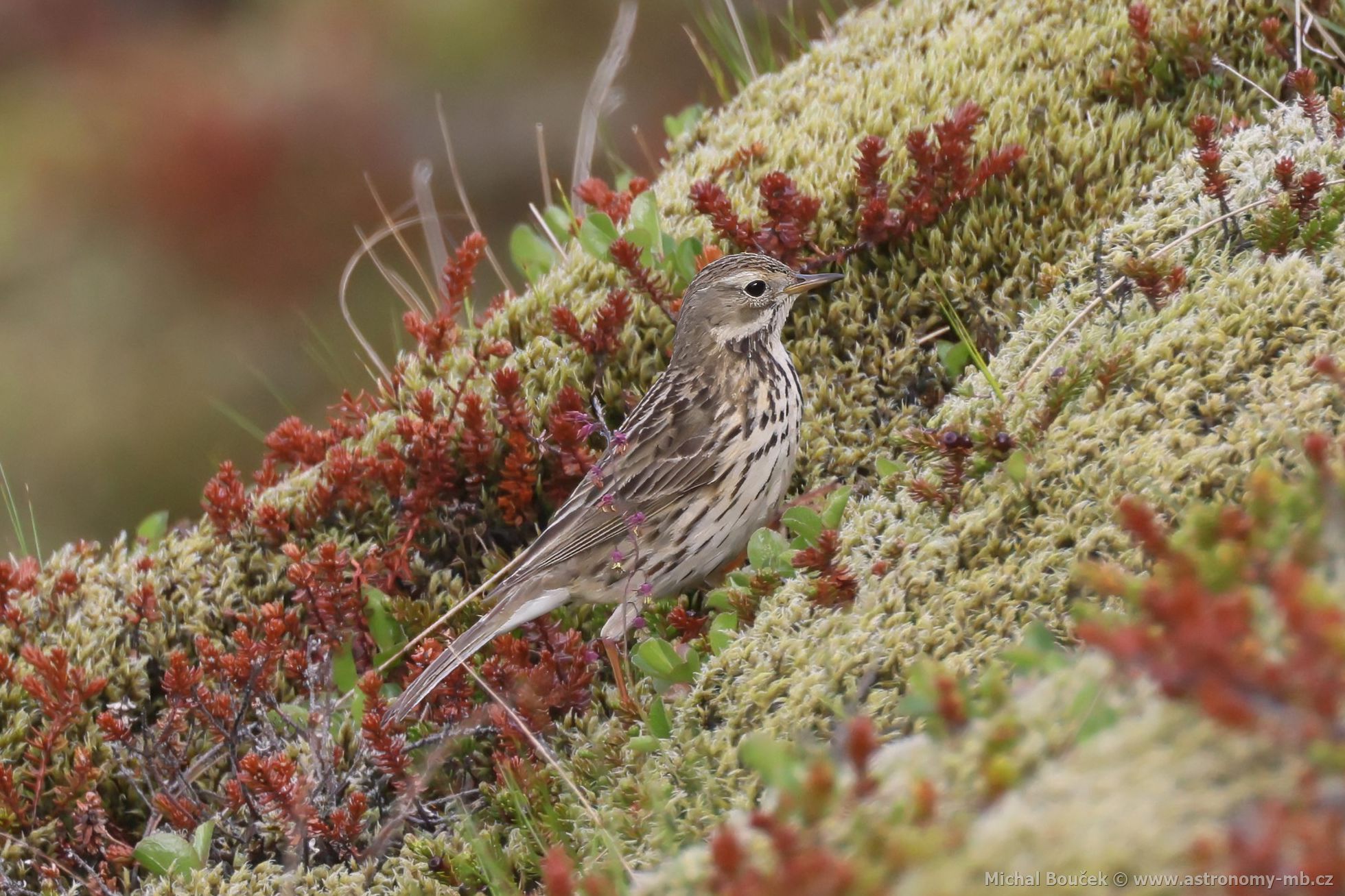 Linduška luní (Anthus pratensis)
