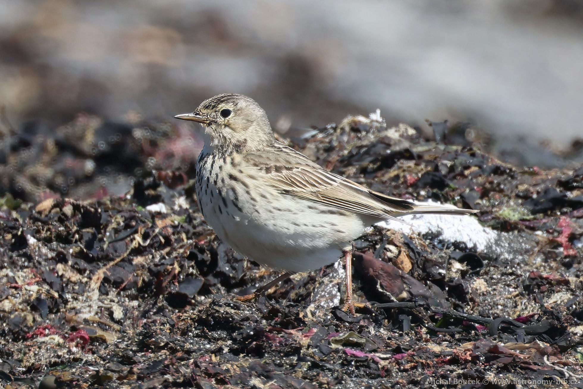 Linduška luní (Anthus pratensis)