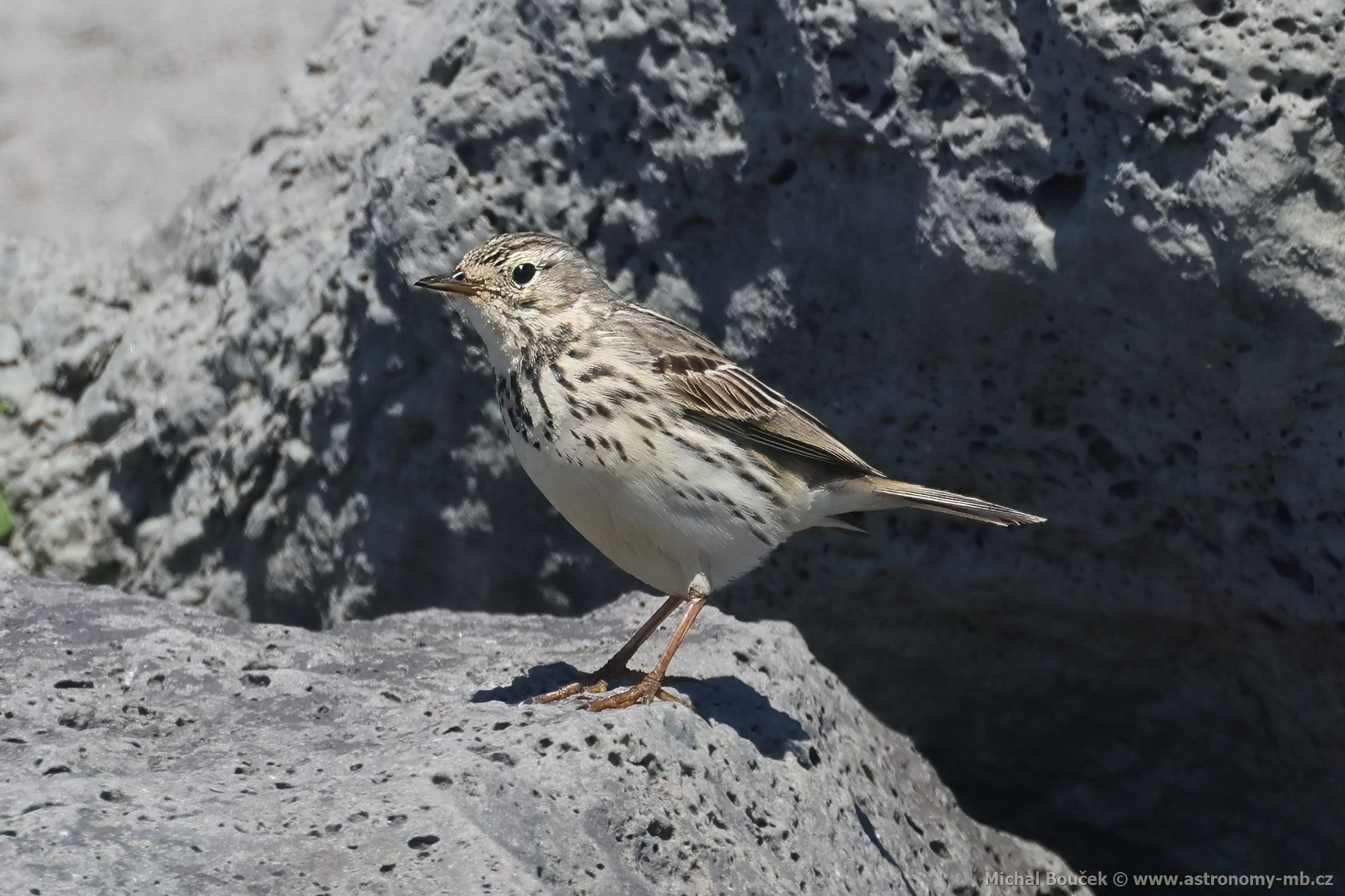 Linduška luní (Anthus pratensis)
