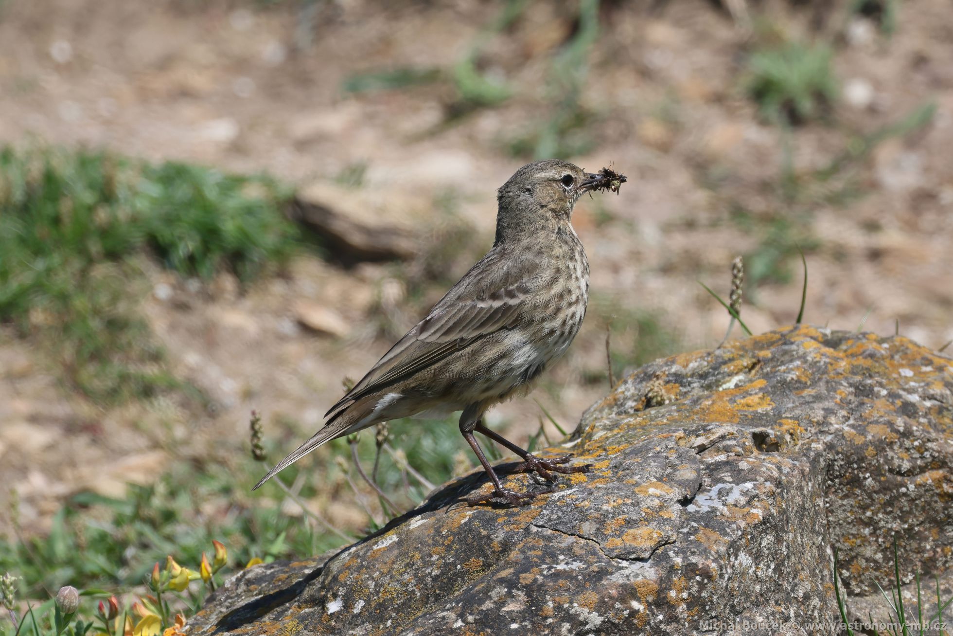 Linduška skalní (Anthus petrosus)