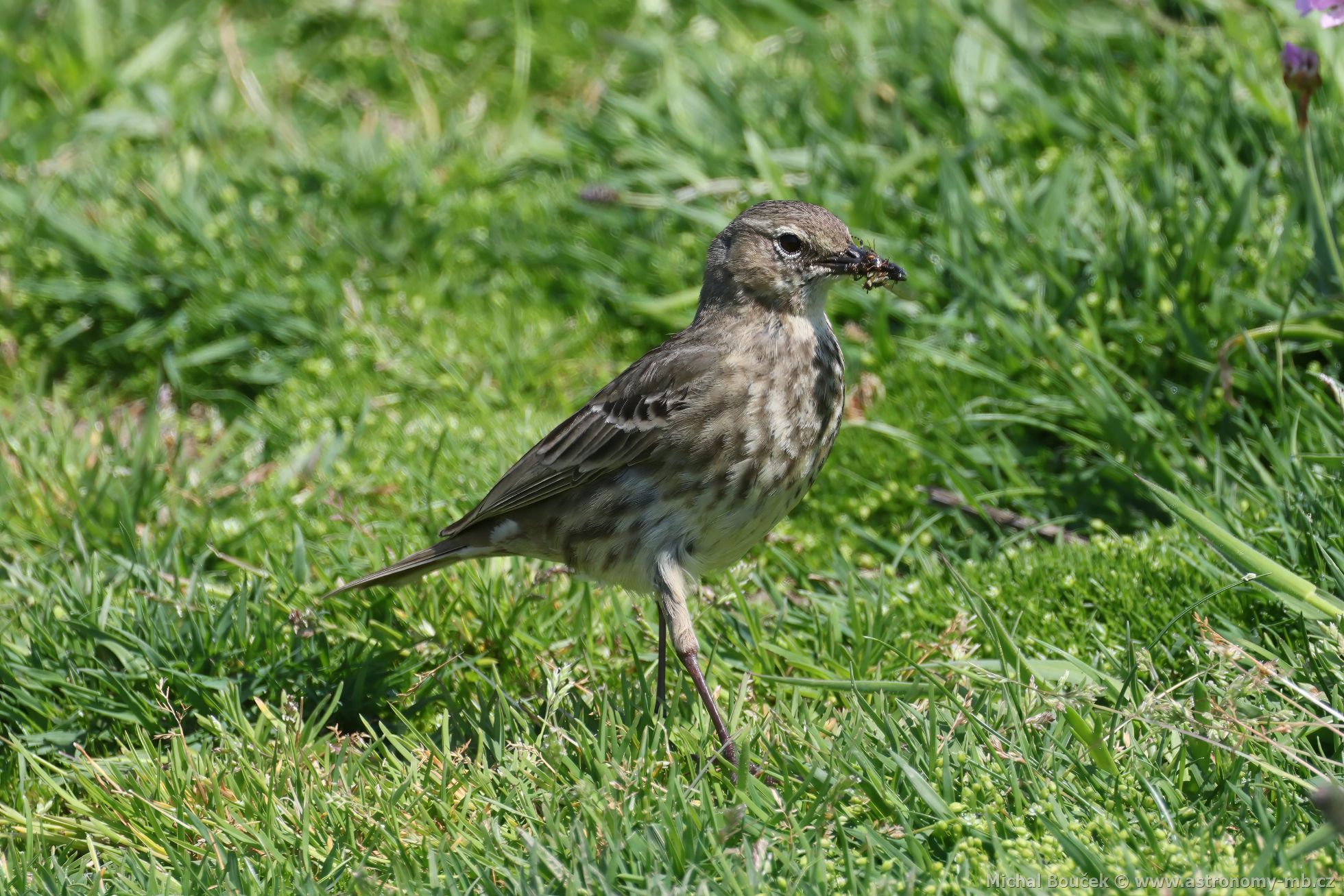 Linduška skalní (Anthus petrosus)