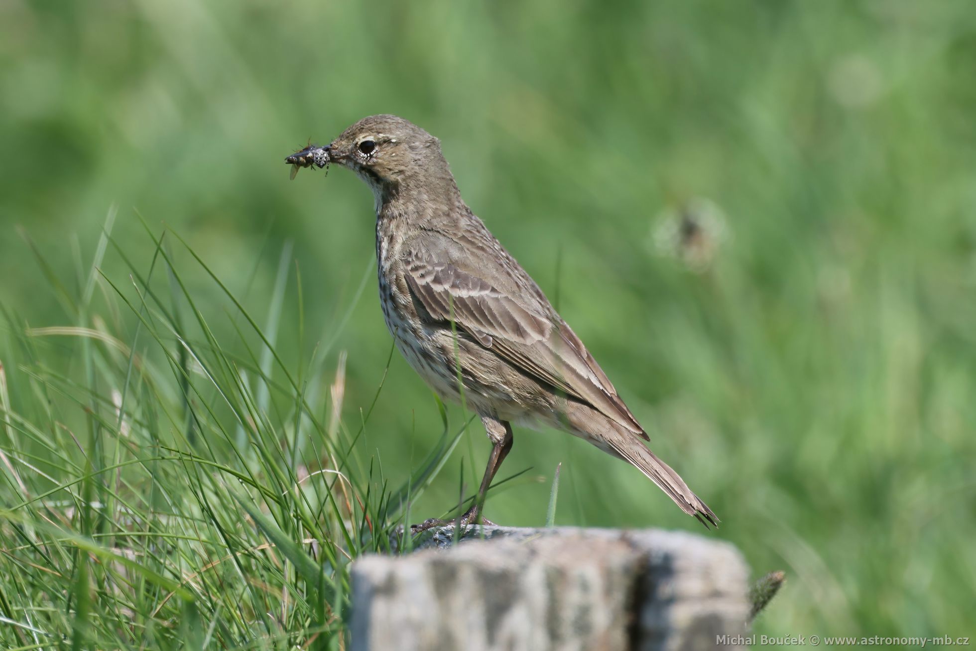 Linduška skalní (Anthus petrosus)