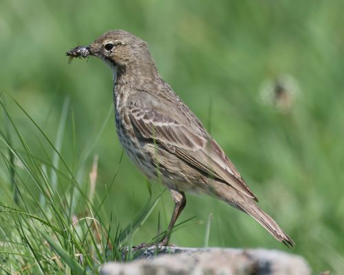 Linduška skalní (Anthus petrosus)