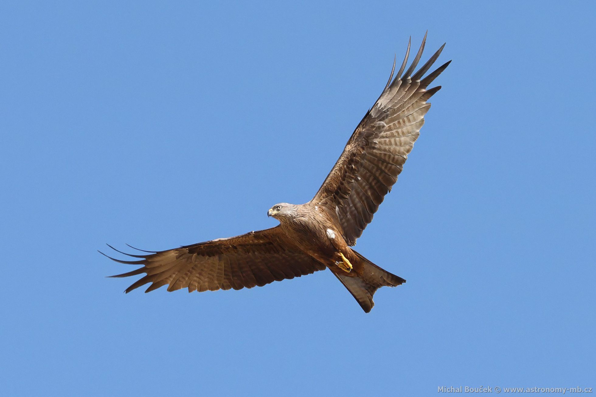 Luák hndý (Milvus migrans)