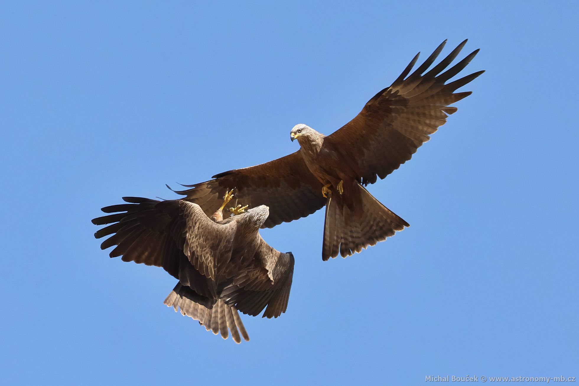 Luák hndý (Milvus migrans)