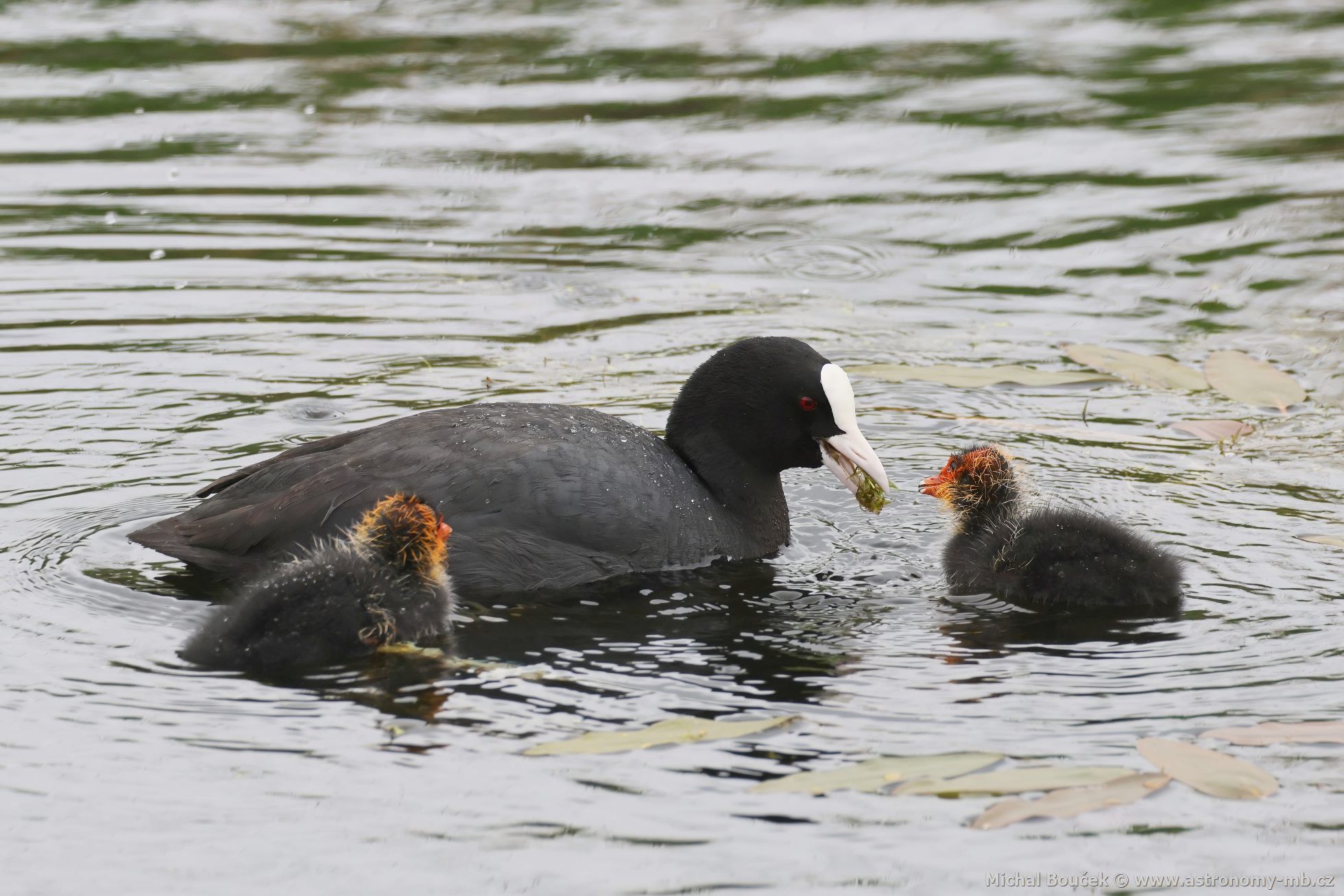 Lyska černá (Fulica atra) Lyska černá (Fulica atra)